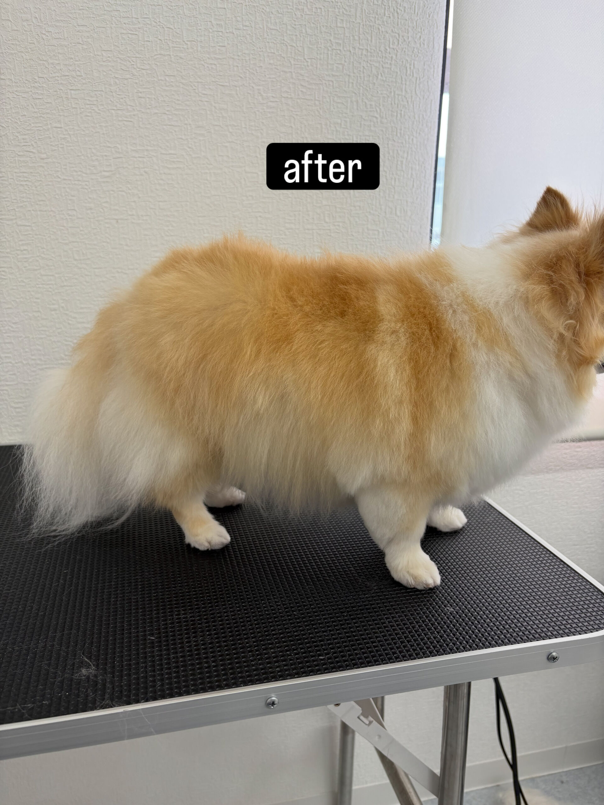 シャンプーコースをご利用いただきました🐶🫧