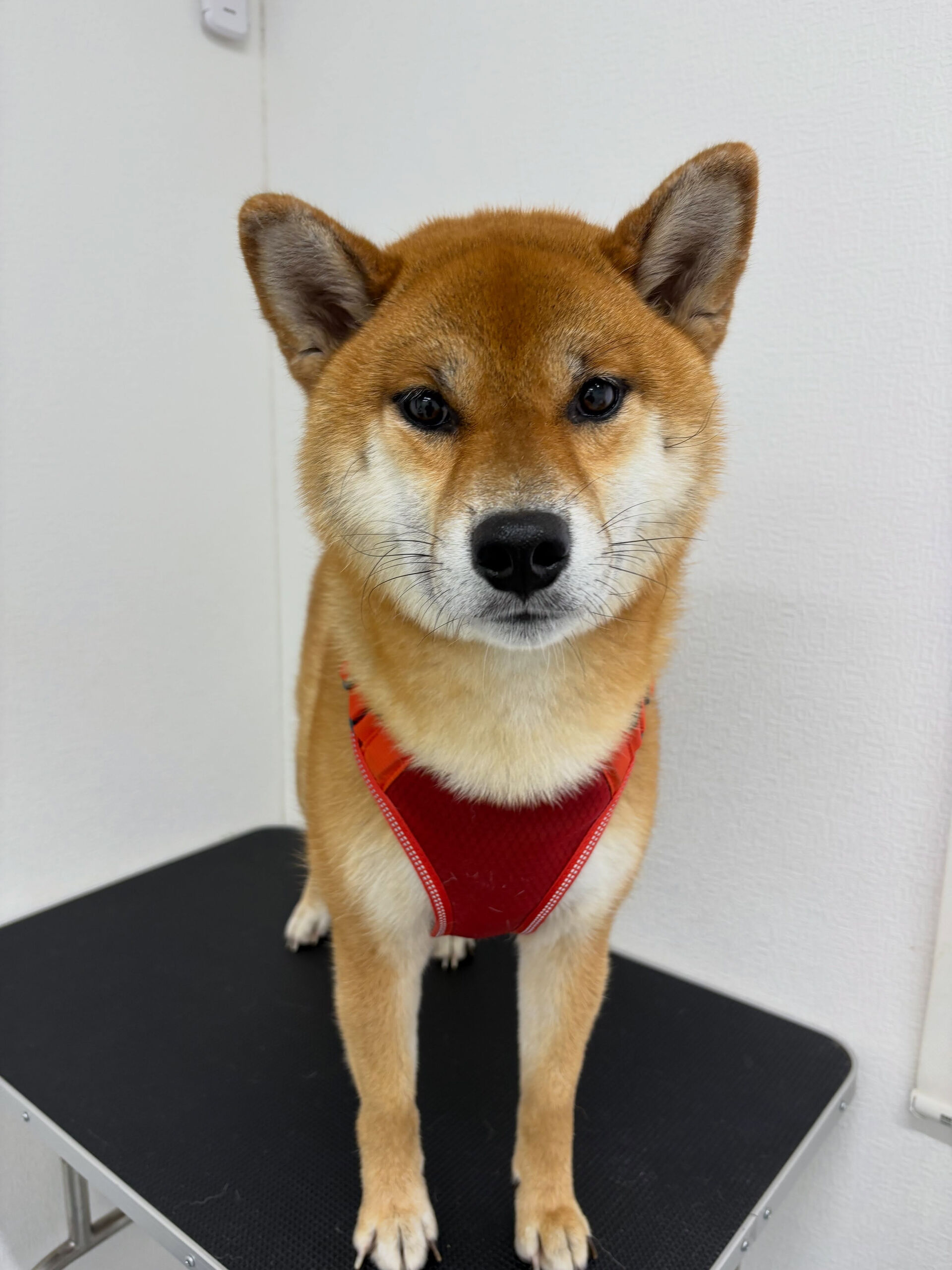 爪切り、足裏バリカンのお手入れでご来店くださいました🐶✨