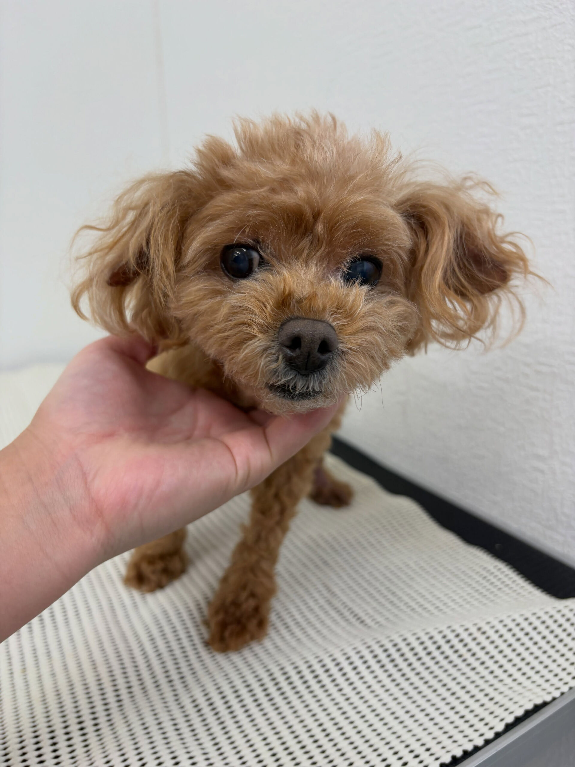 爪切り、足裏バリカンのお手入れでご来店くださいました🐶✨