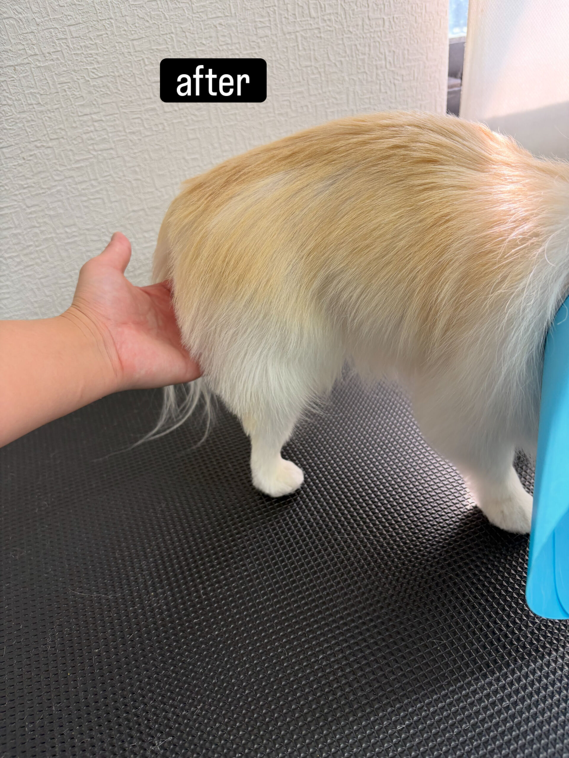 特に顔まわりと前足が苦手で噛み癖があったりと難しく、お断りさ