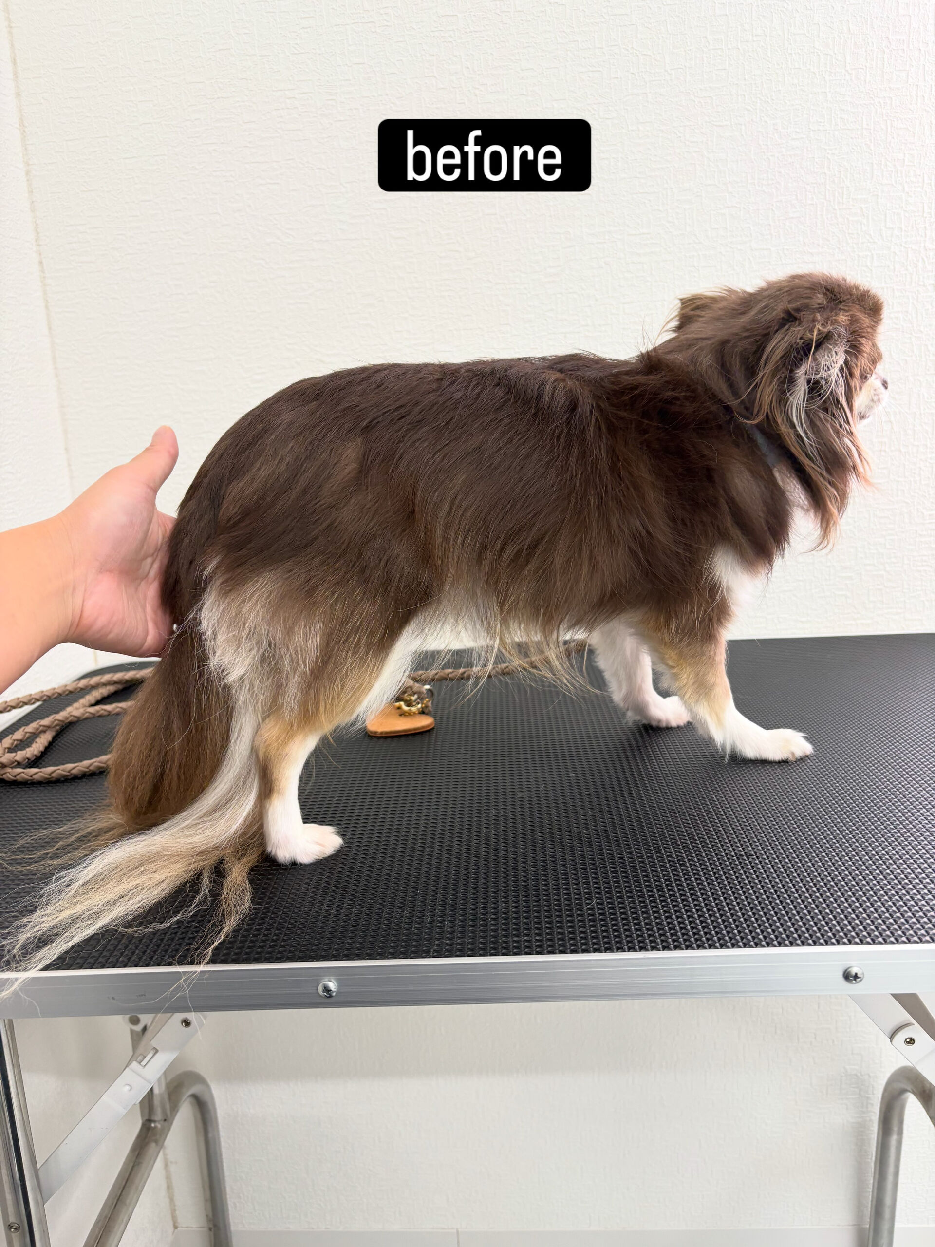 今まで相方ちゃんと別の場所に通っていたモカくん🐶