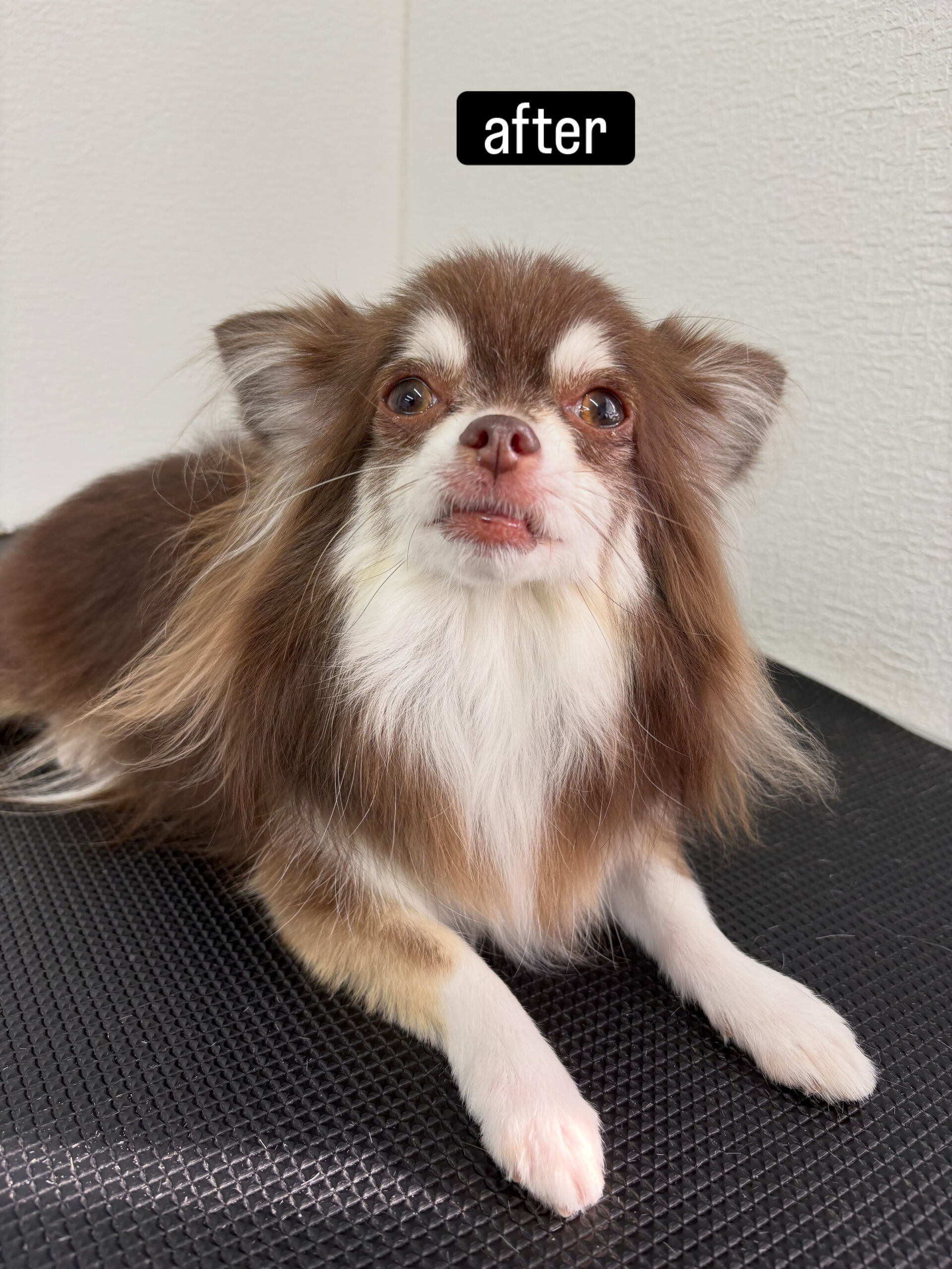 今まで相方ちゃんと別の場所に通っていたモカくん🐶