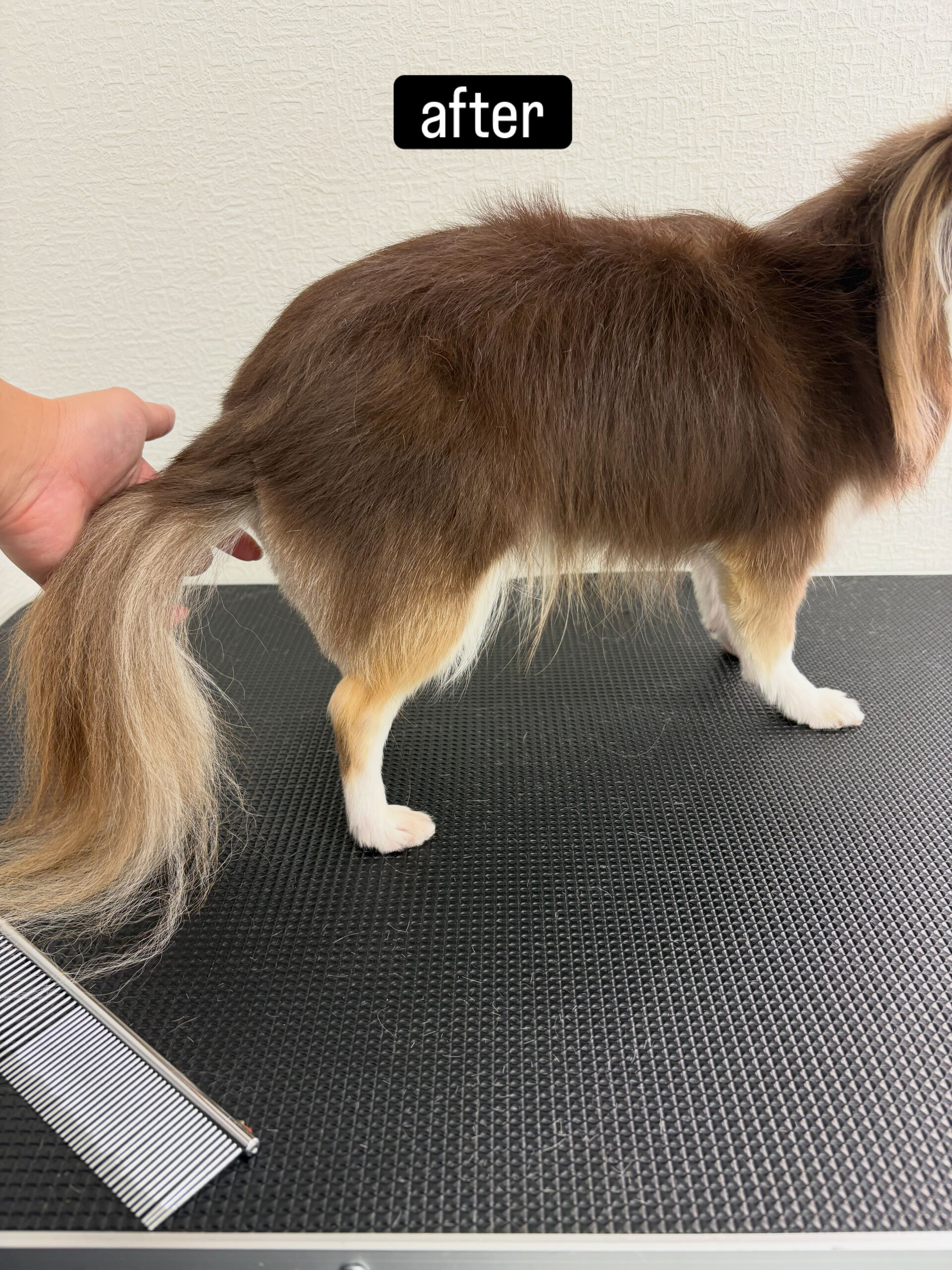 今まで相方ちゃんと別の場所に通っていたモカくん🐶