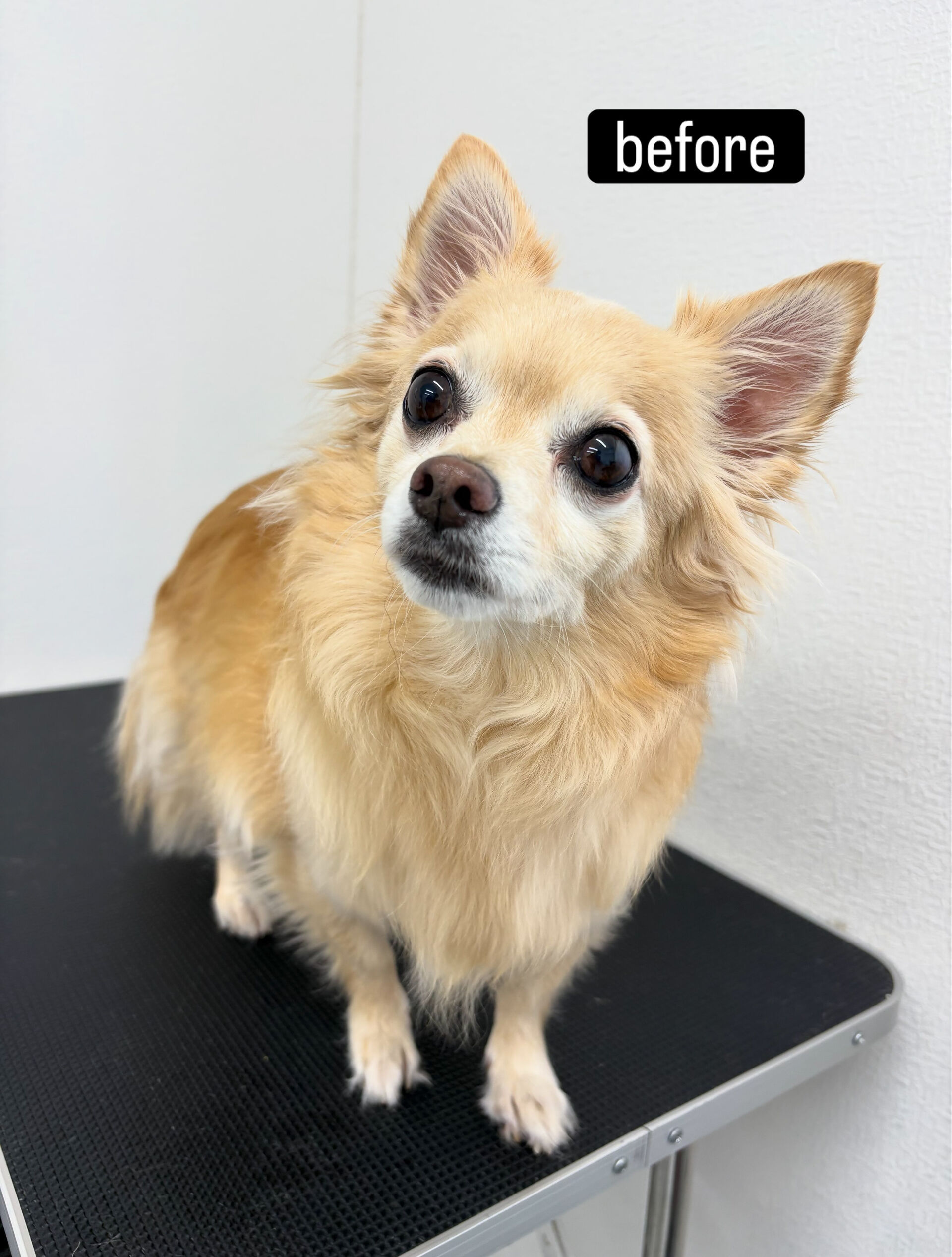 シャンプーコース＋部分カットでご利用いただきました🐶✂️