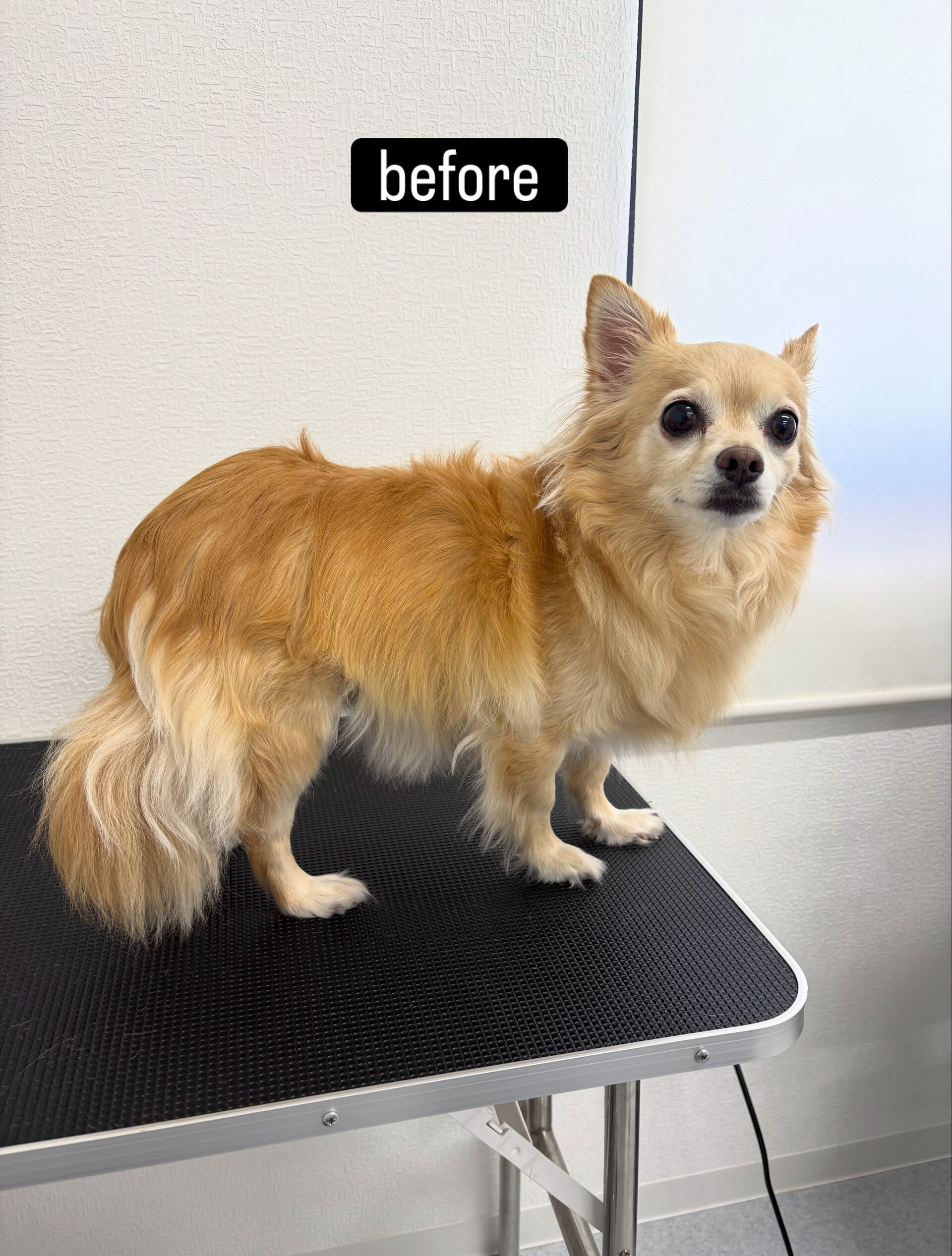 シャンプーコース＋部分カットでご利用いただきました🐶✂️