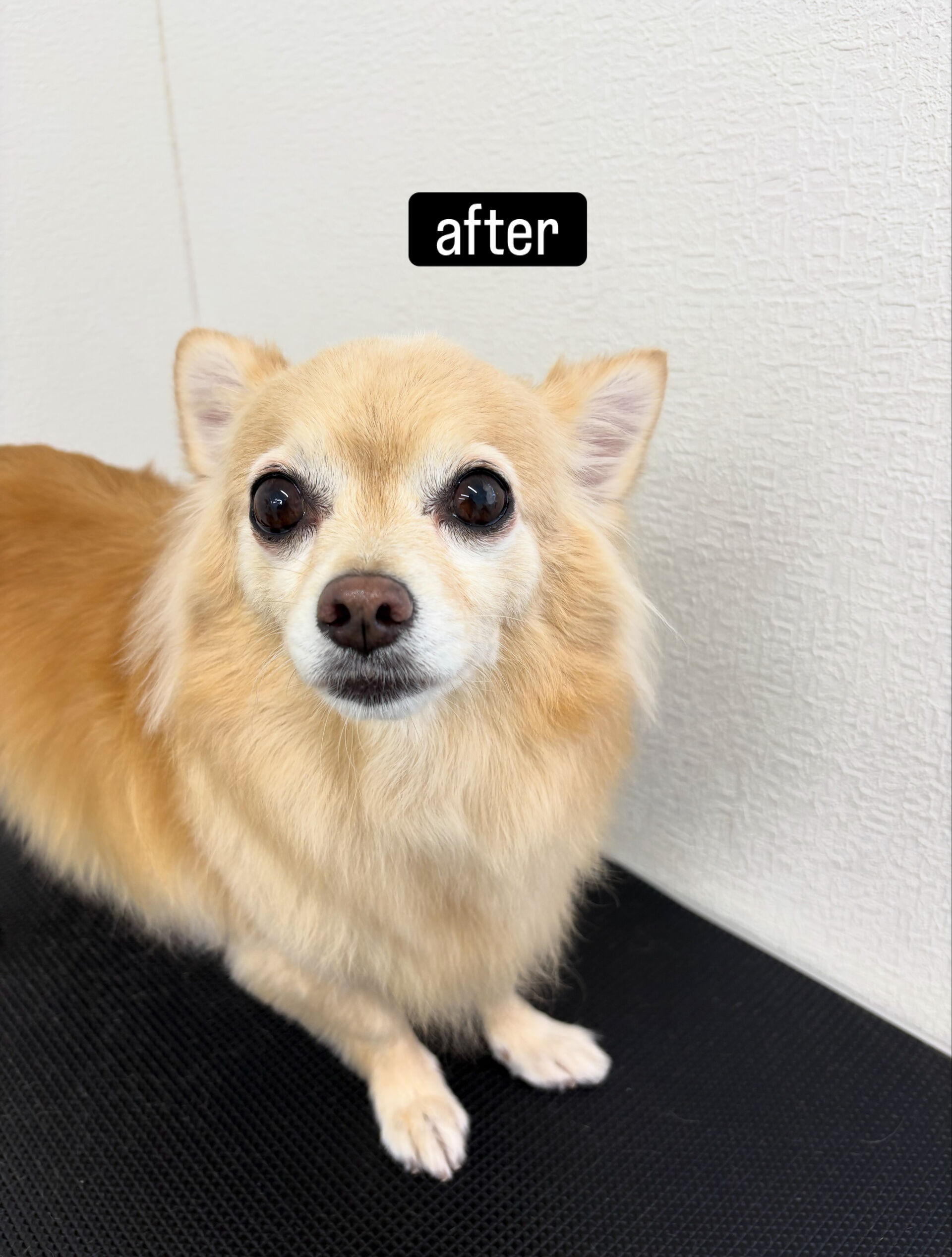 シャンプーコース＋部分カットでご利用いただきました🐶✂️