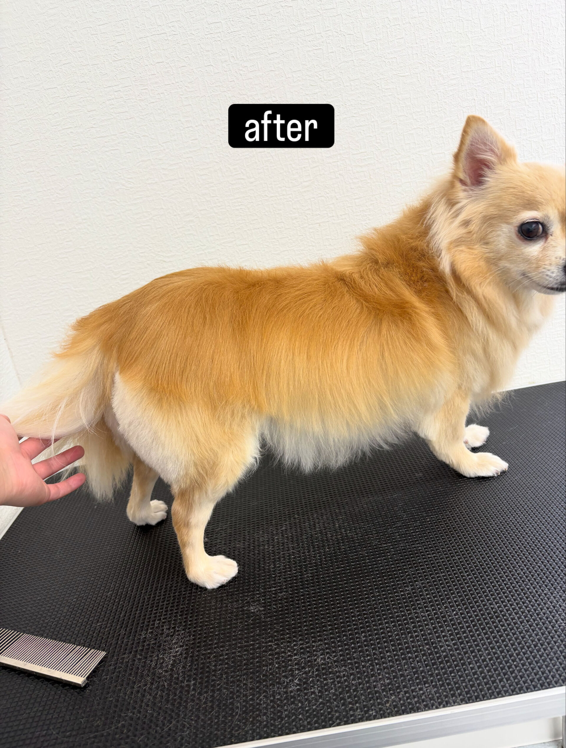 シャンプーコース＋部分カットでご利用いただきました🐶✂️