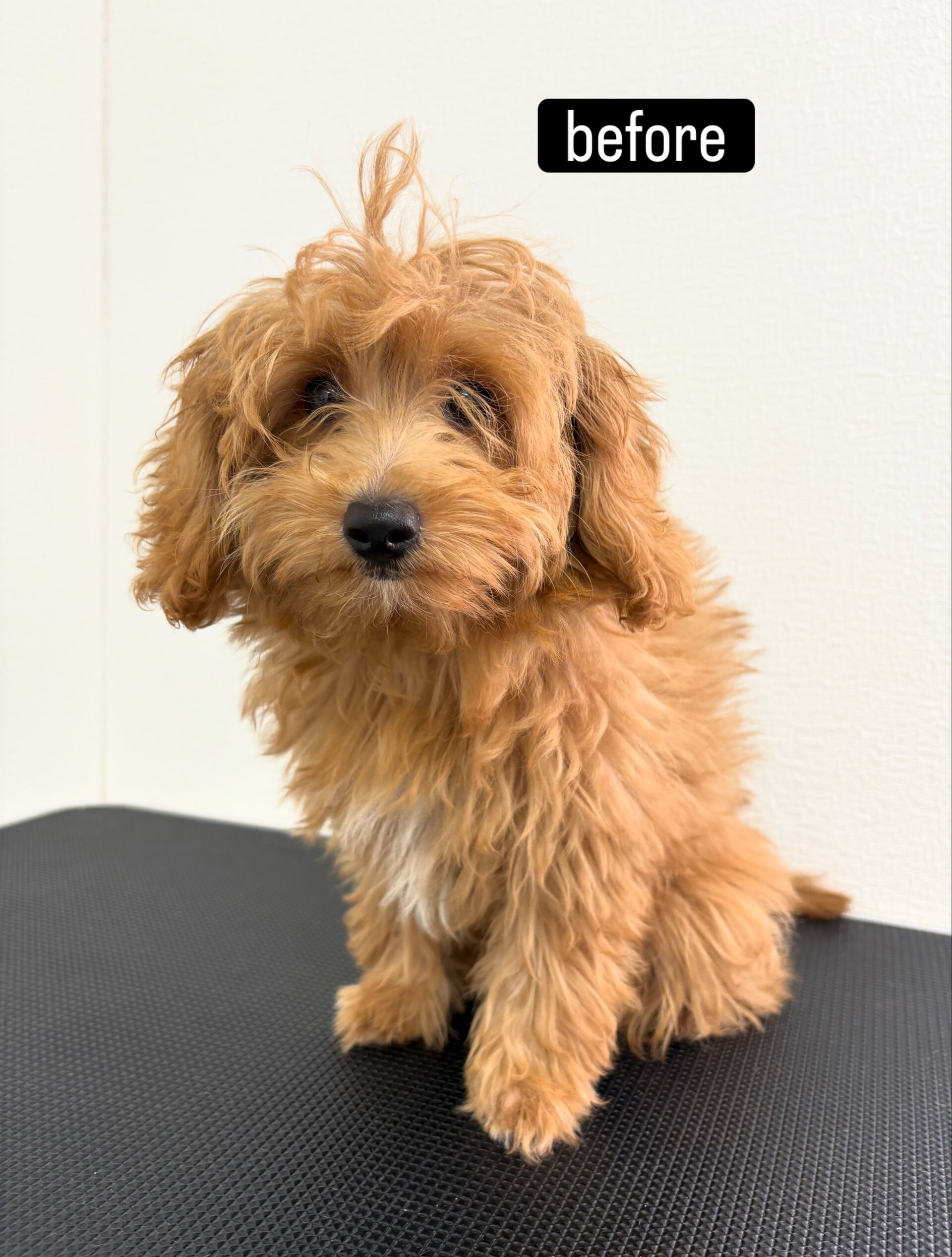 ファーストトリミングをお任せいただきました🐶✂️