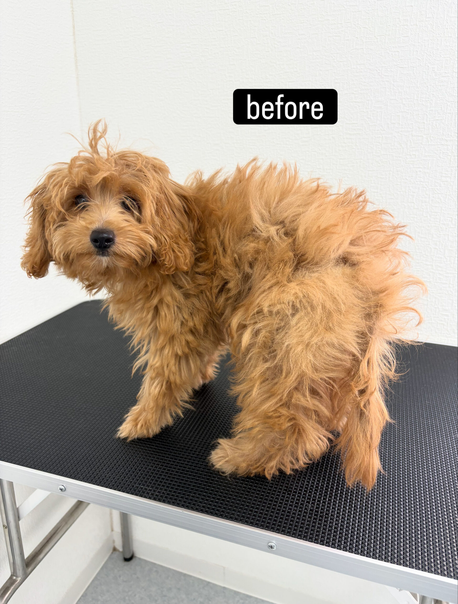 ファーストトリミングをお任せいただきました🐶✂️