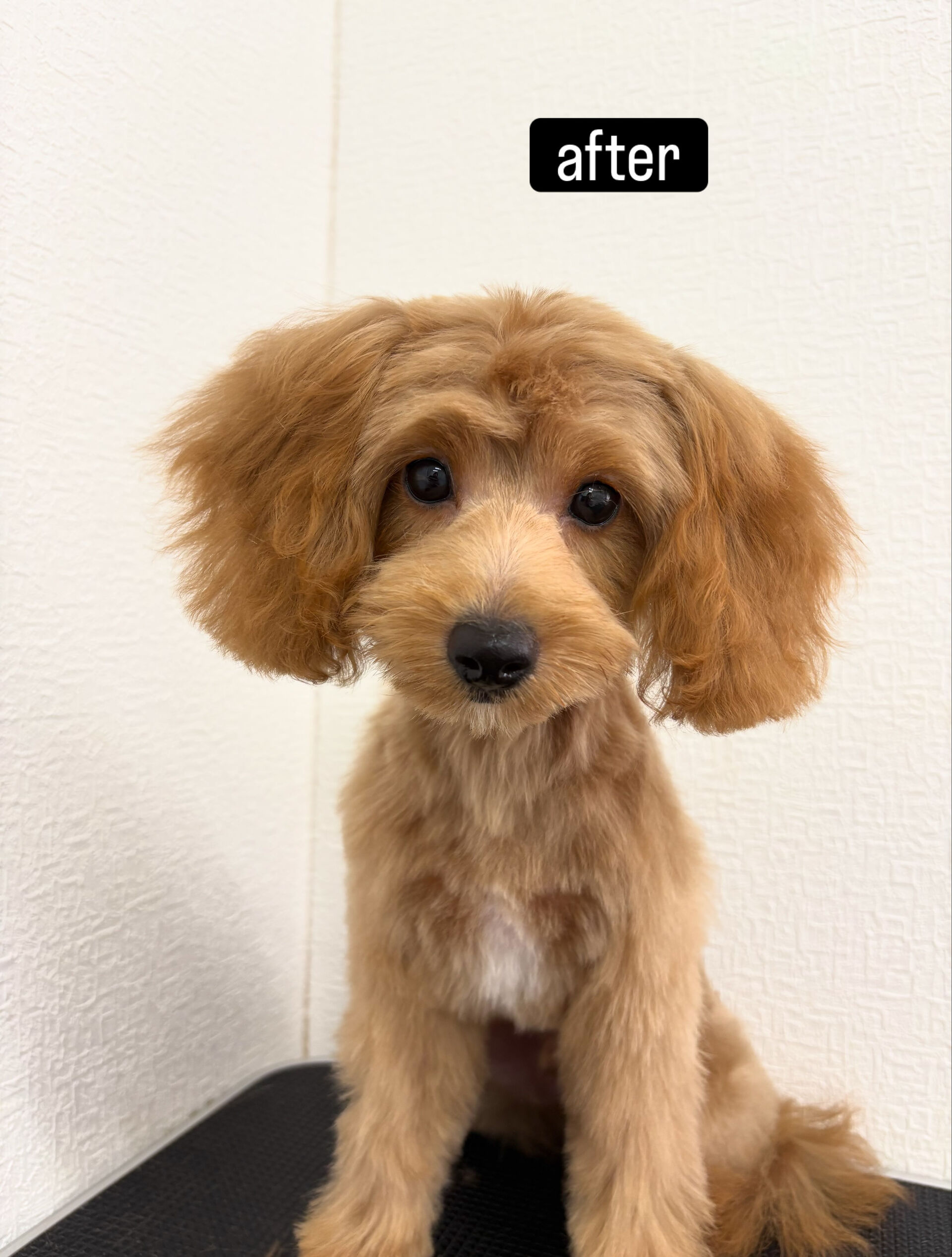 ファーストトリミングをお任せいただきました🐶✂️