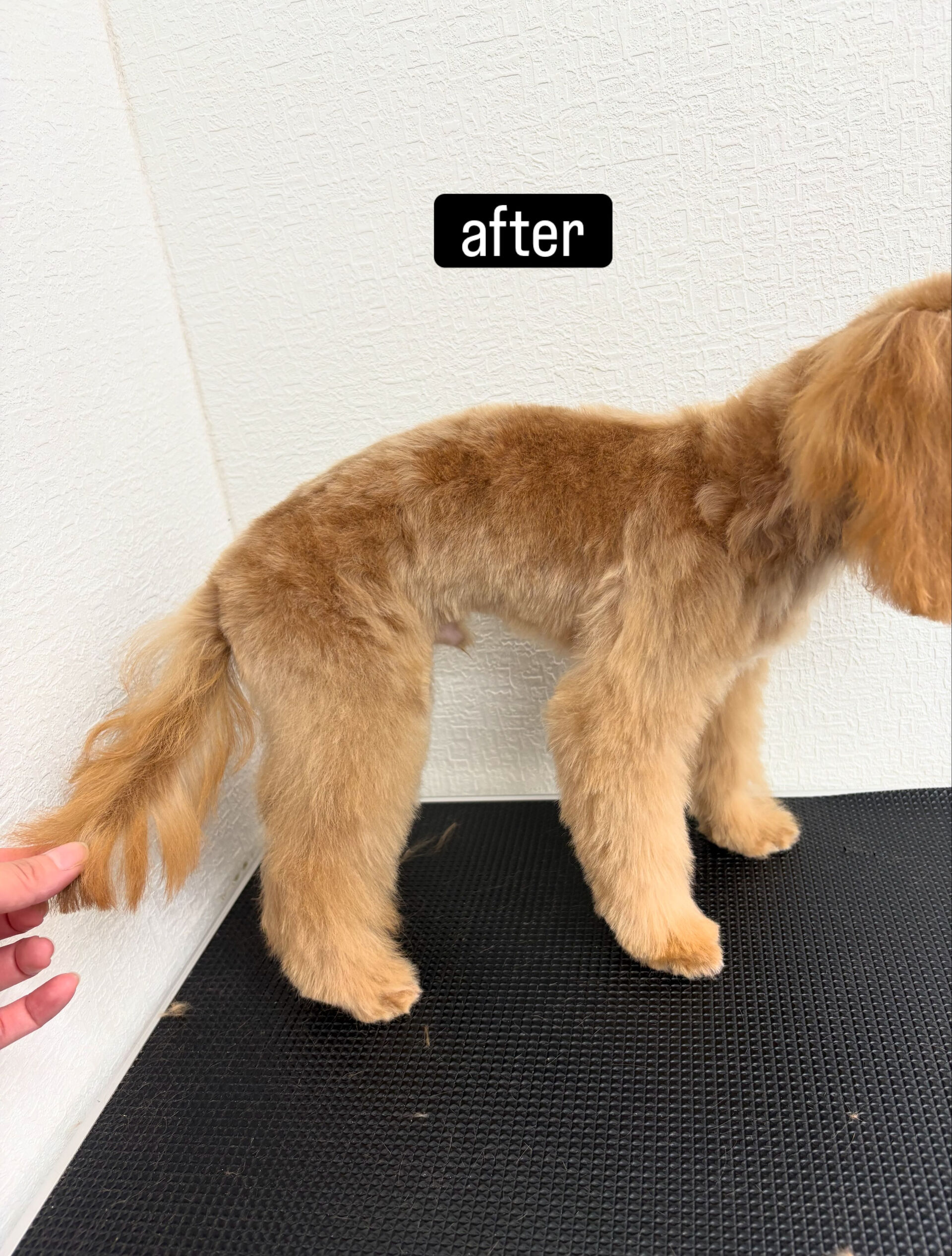 ファーストトリミングをお任せいただきました🐶✂️