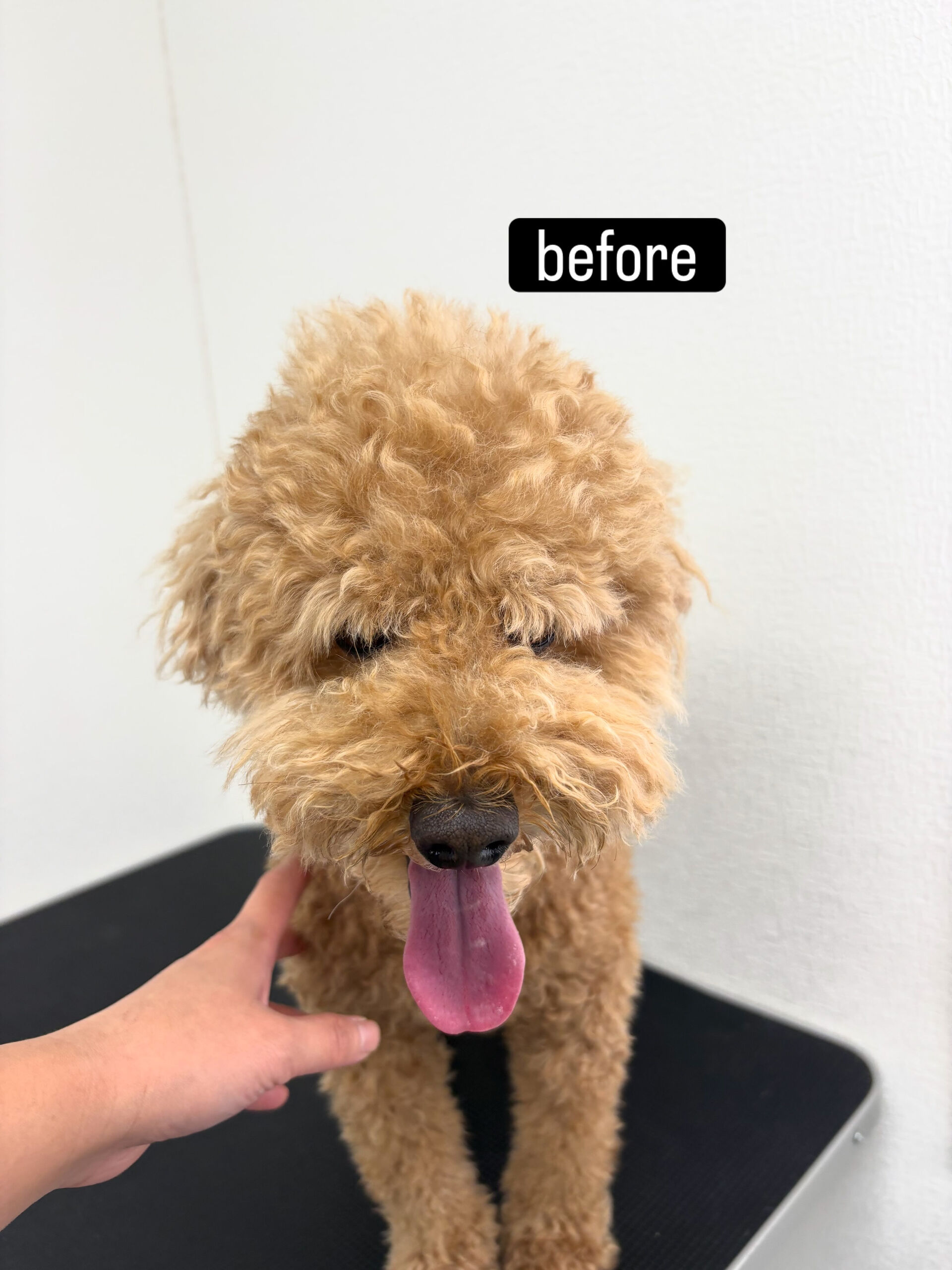 以前勤めていた動物病院の時からのお付き合いです🐶✂️