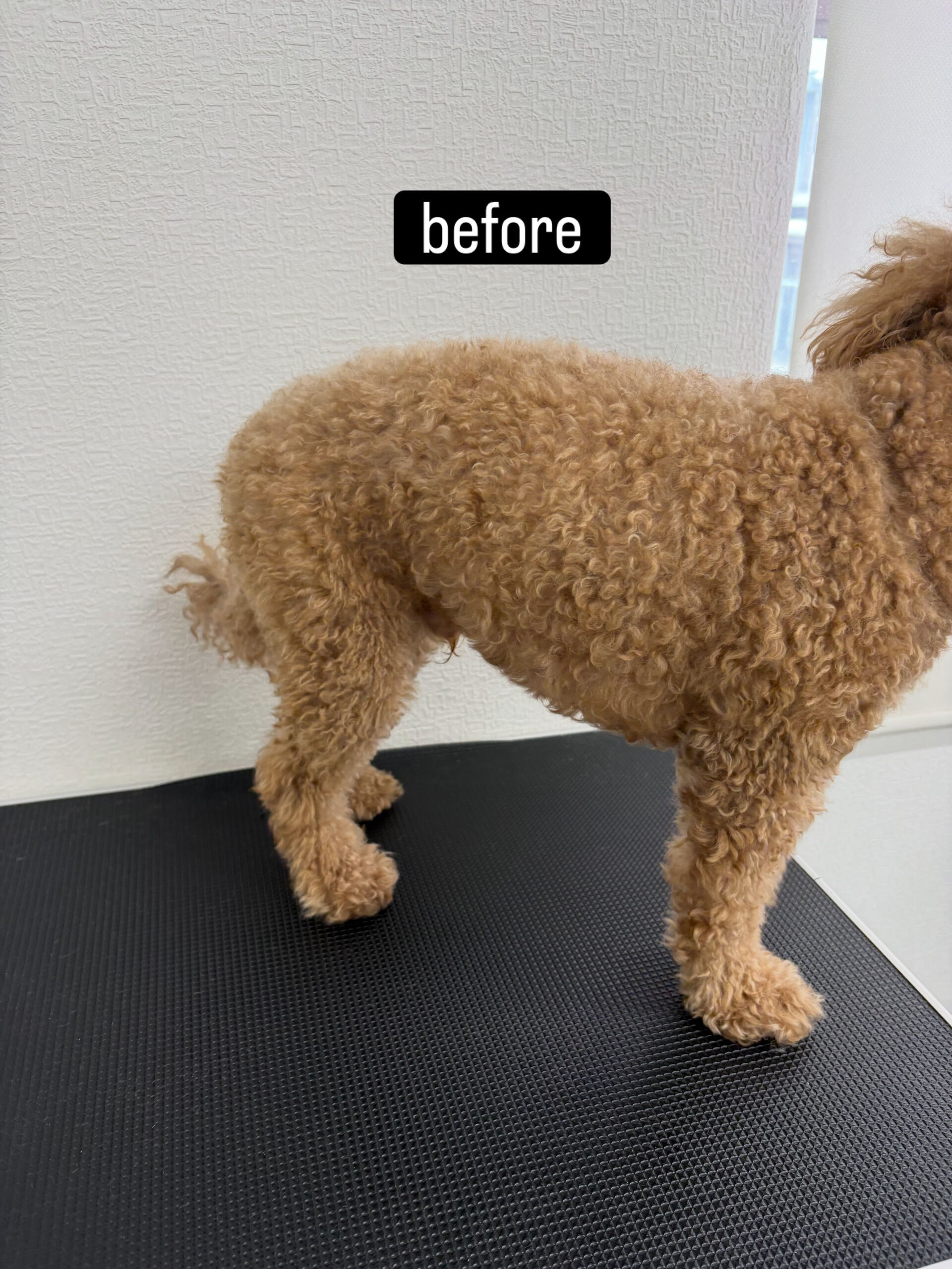 以前勤めていた動物病院の時からのお付き合いです🐶✂️