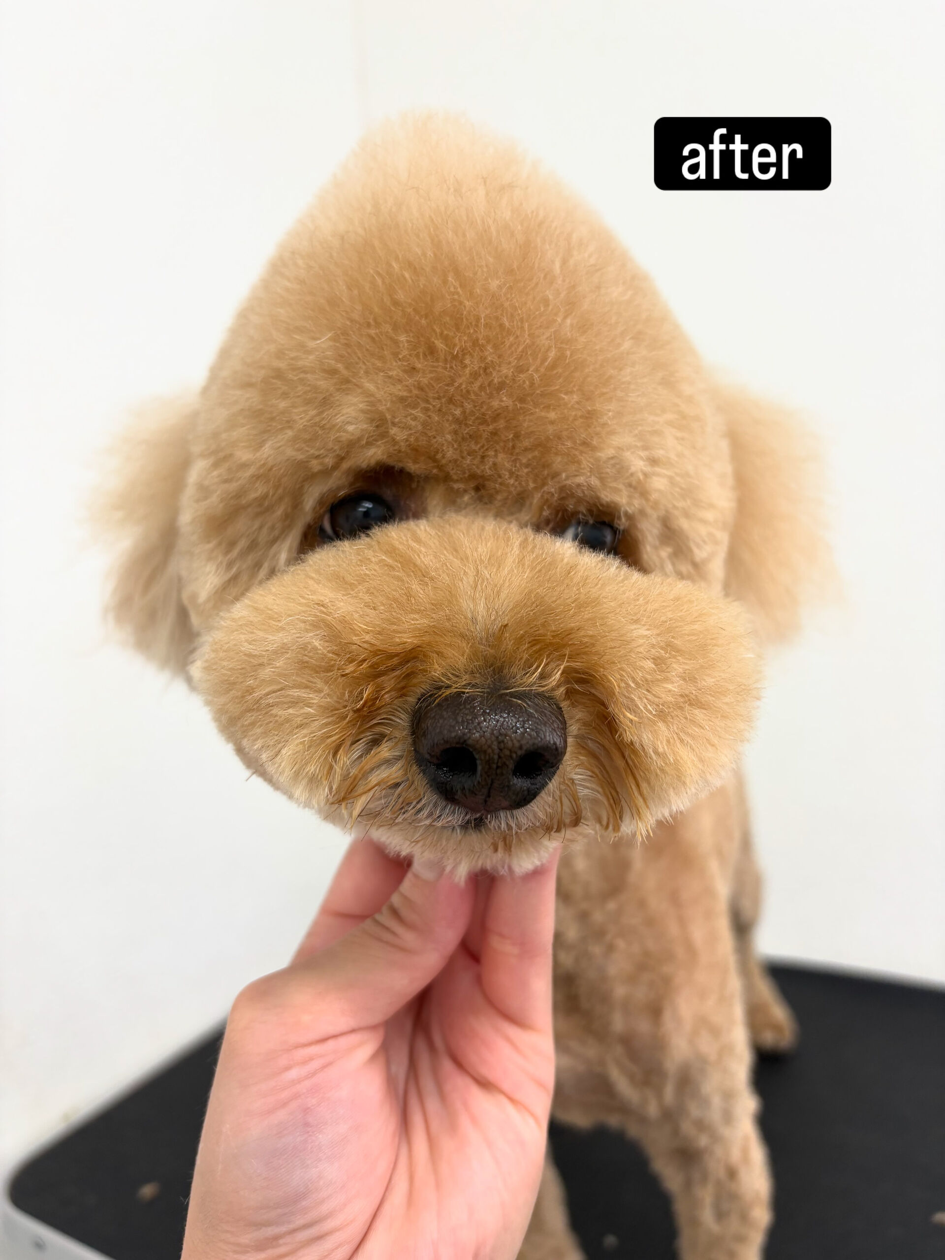 以前勤めていた動物病院の時からのお付き合いです🐶✂️