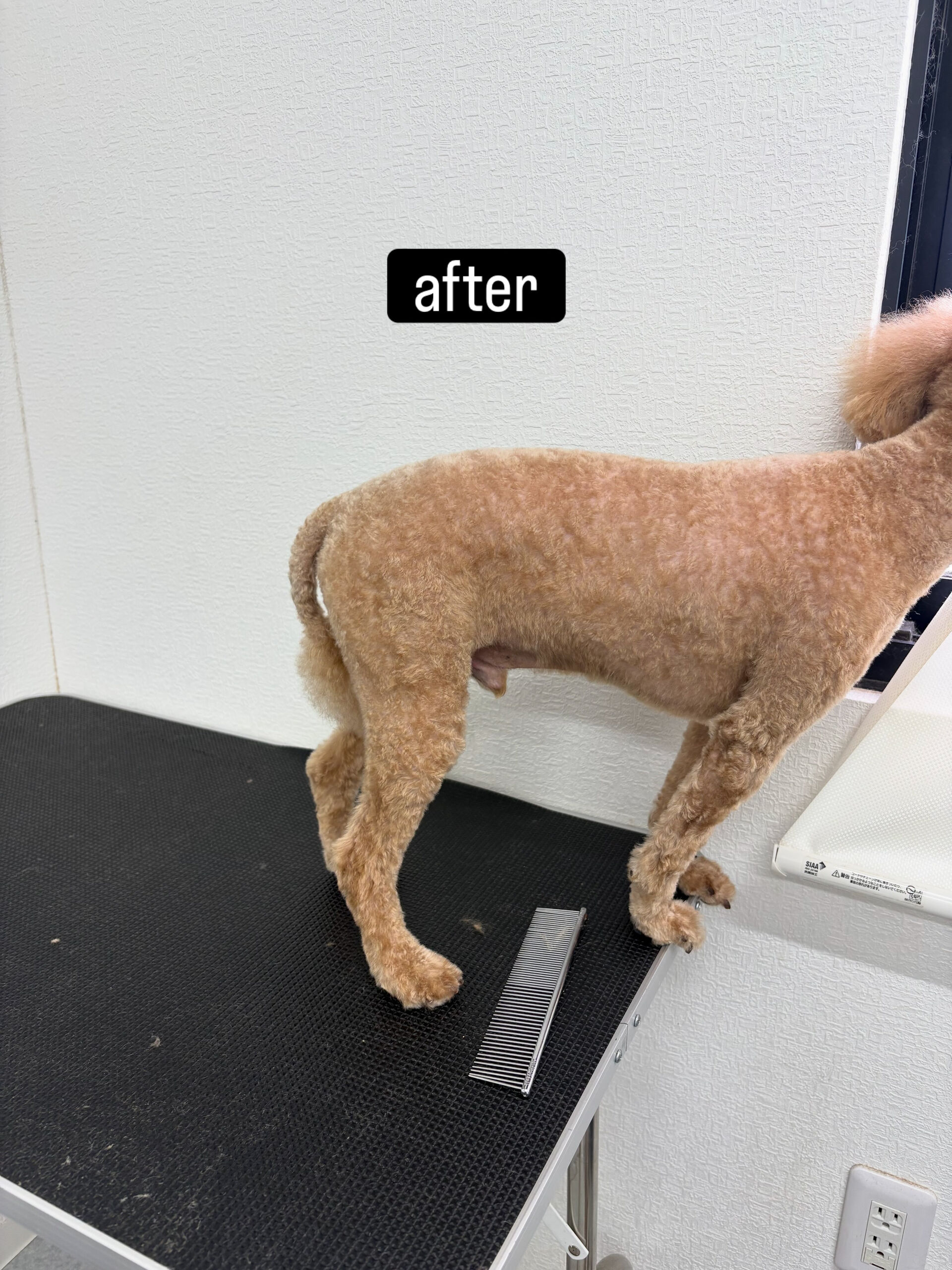 以前勤めていた動物病院の時からのお付き合いです🐶✂️