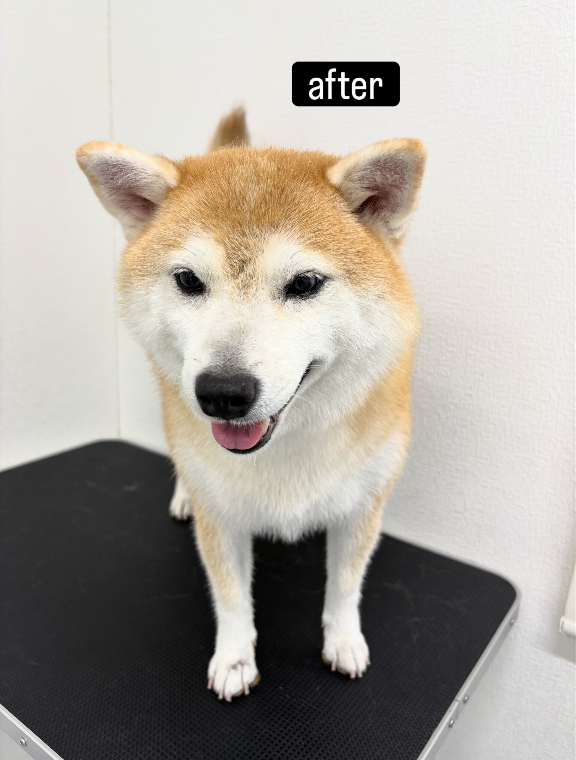 「柴が2匹いて、1匹が怒るんですがやってもらえますか？」とい