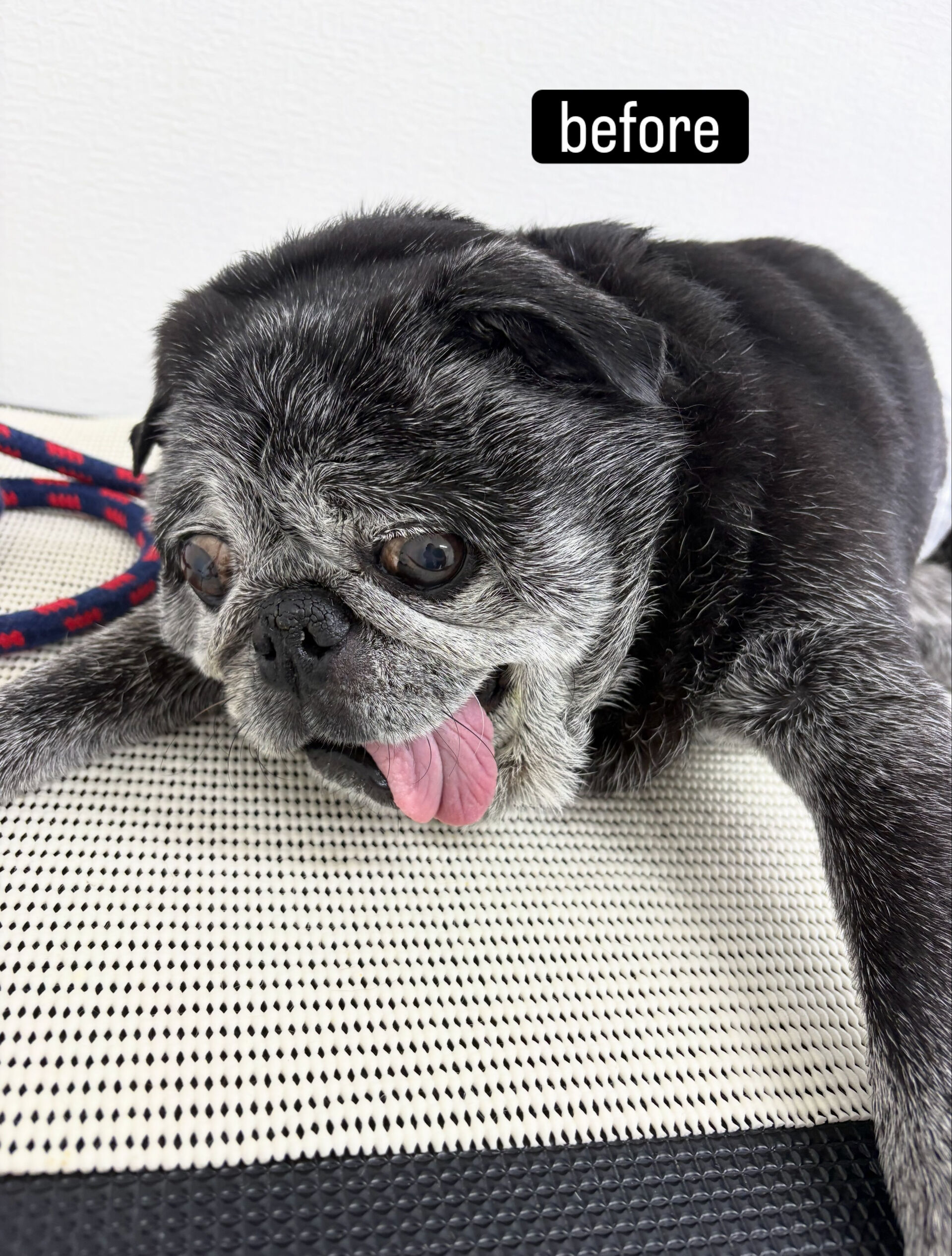 シャンプーはしんどいかも…と言われているとのことでしたが飼い