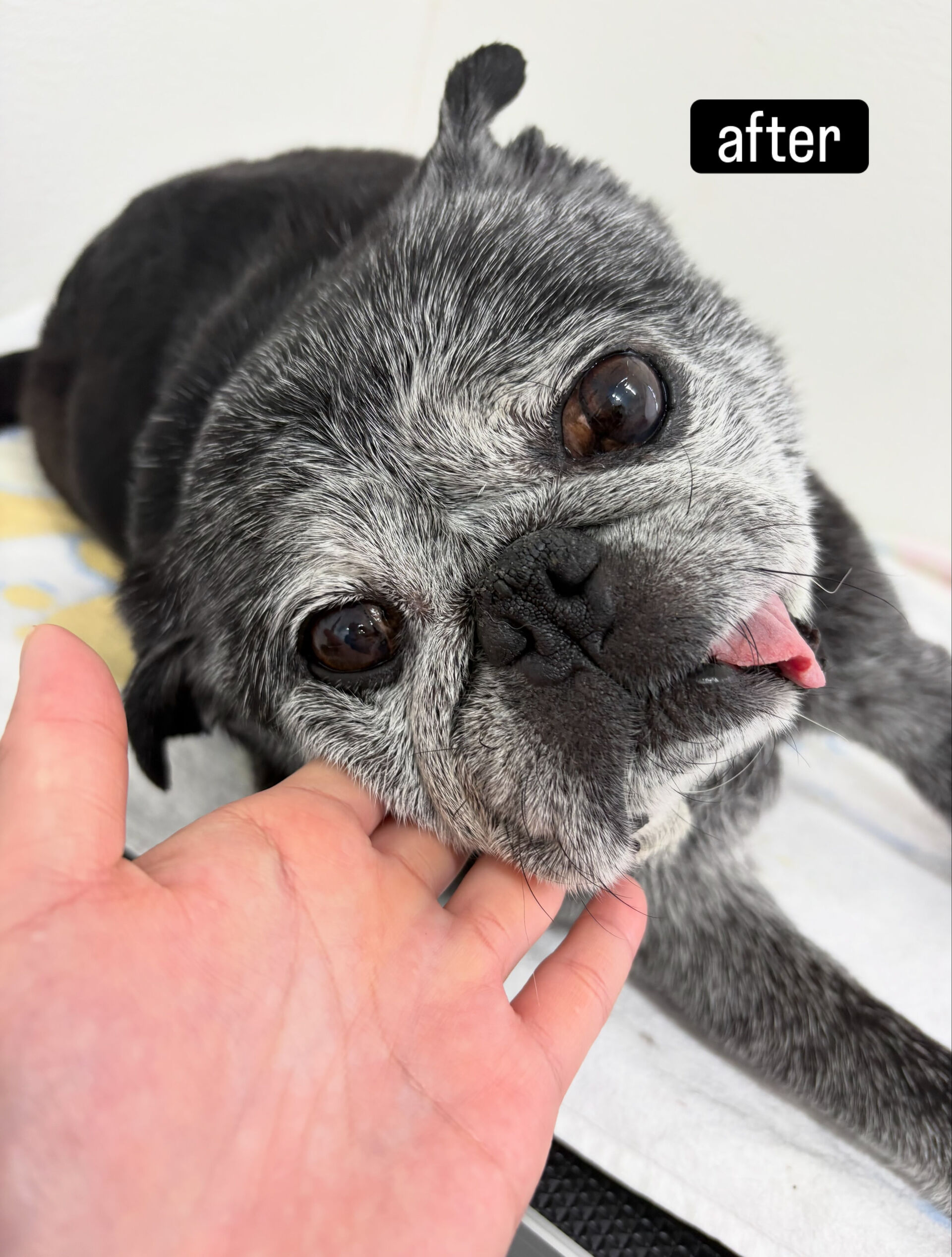 シャンプーはしんどいかも…と言われているとのことでしたが飼い