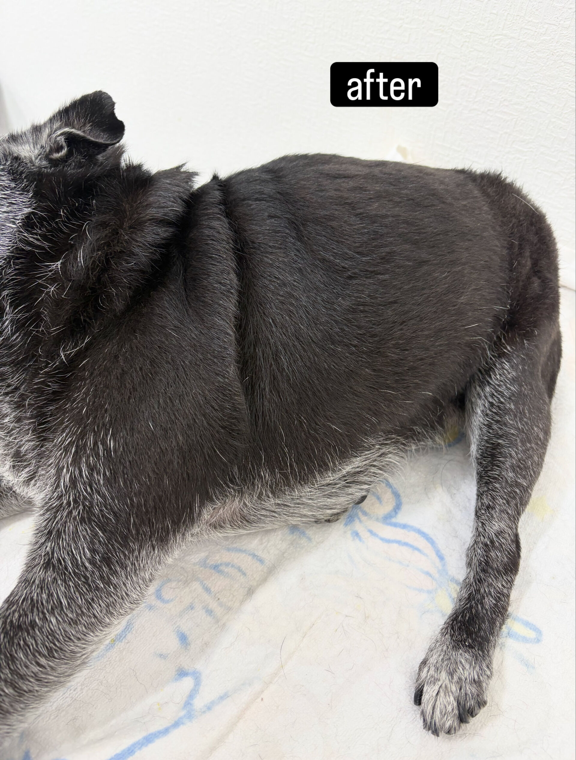 シャンプーはしんどいかも…と言われているとのことでしたが飼い