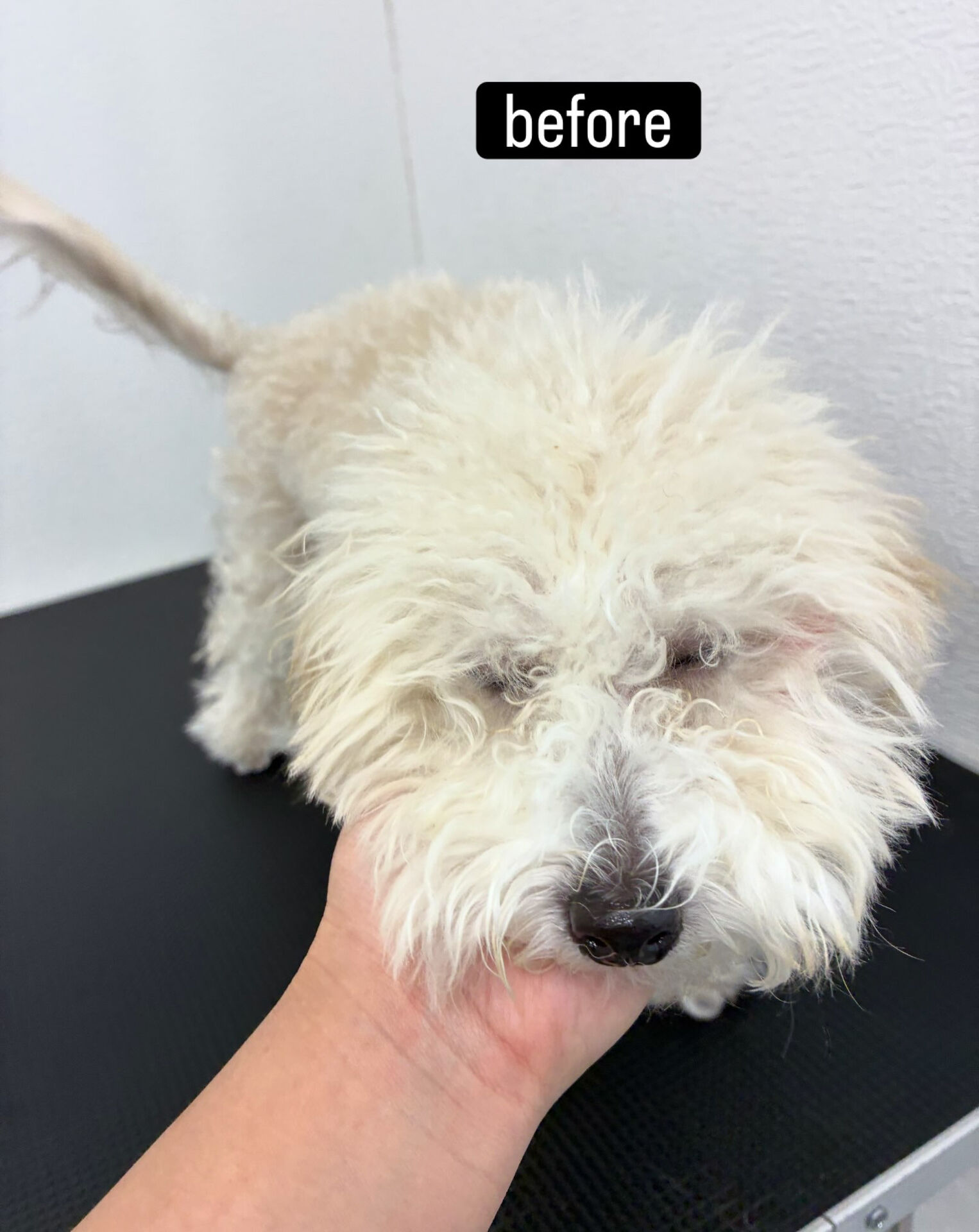 全身ハサミカット✂️