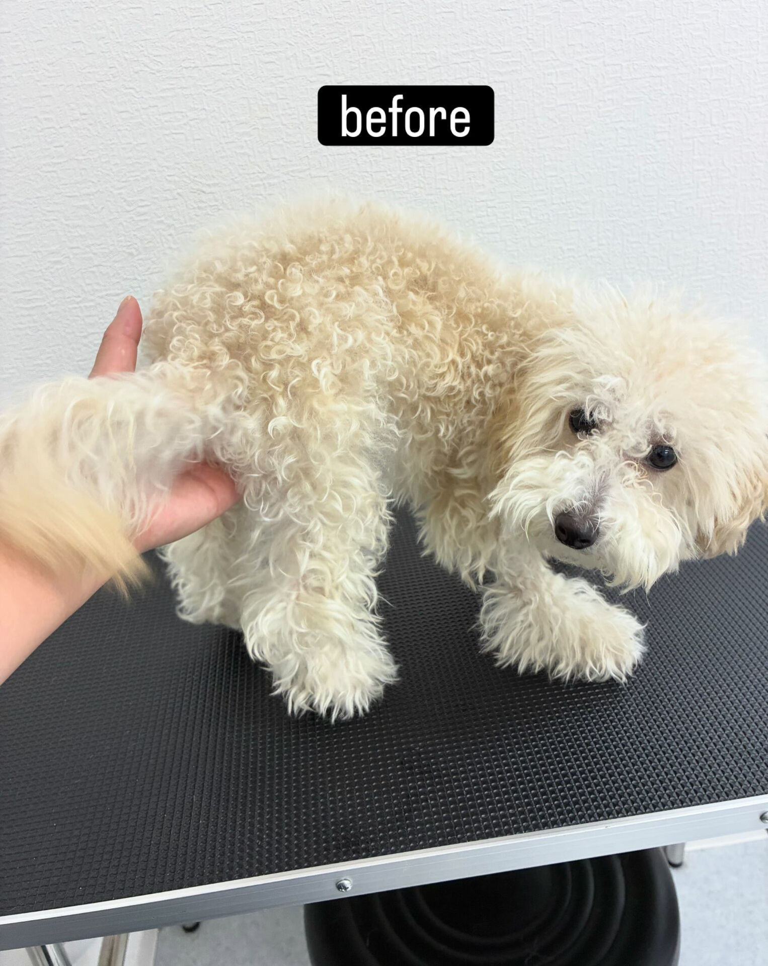 全身ハサミカット✂️