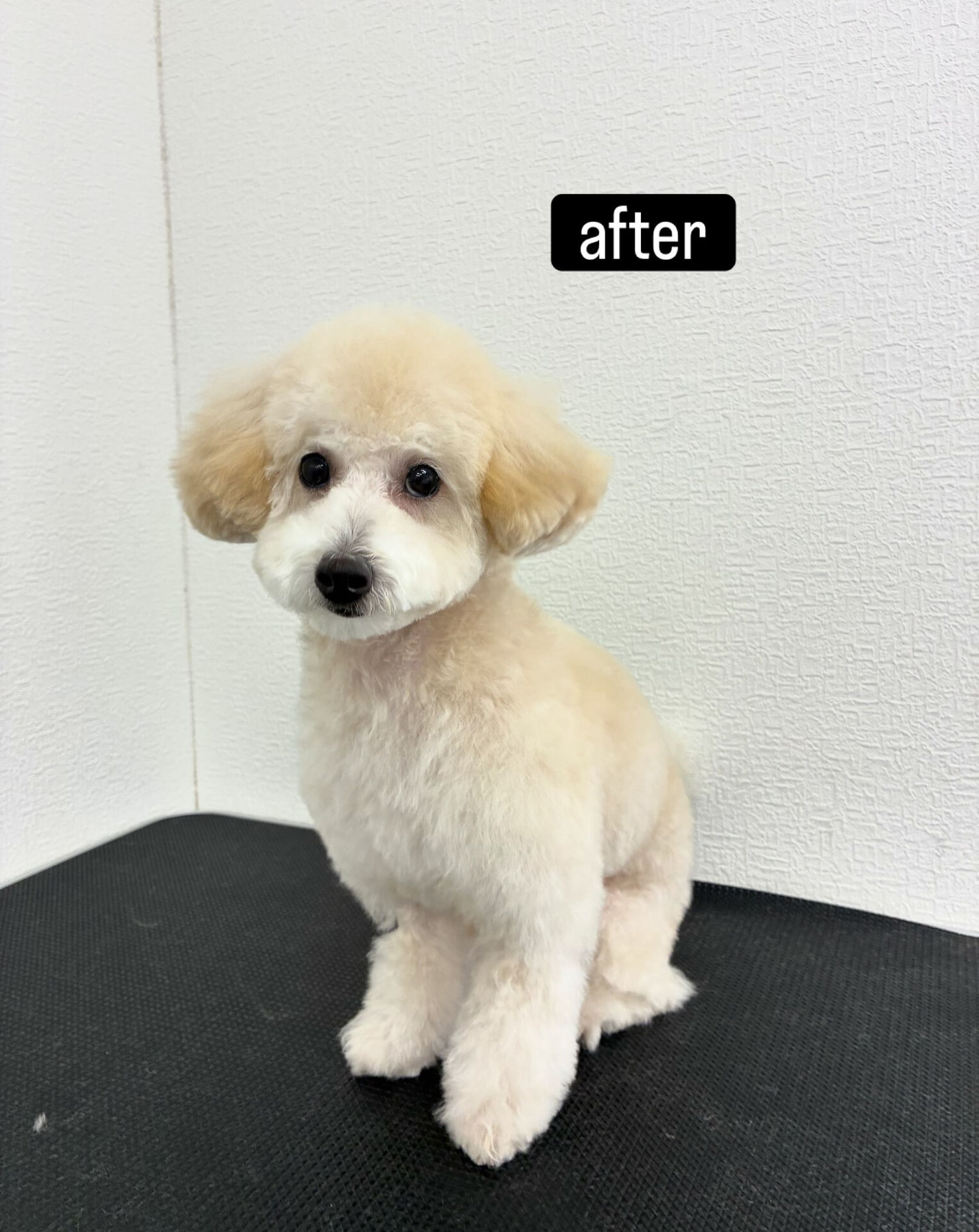 全身ハサミカット✂️
