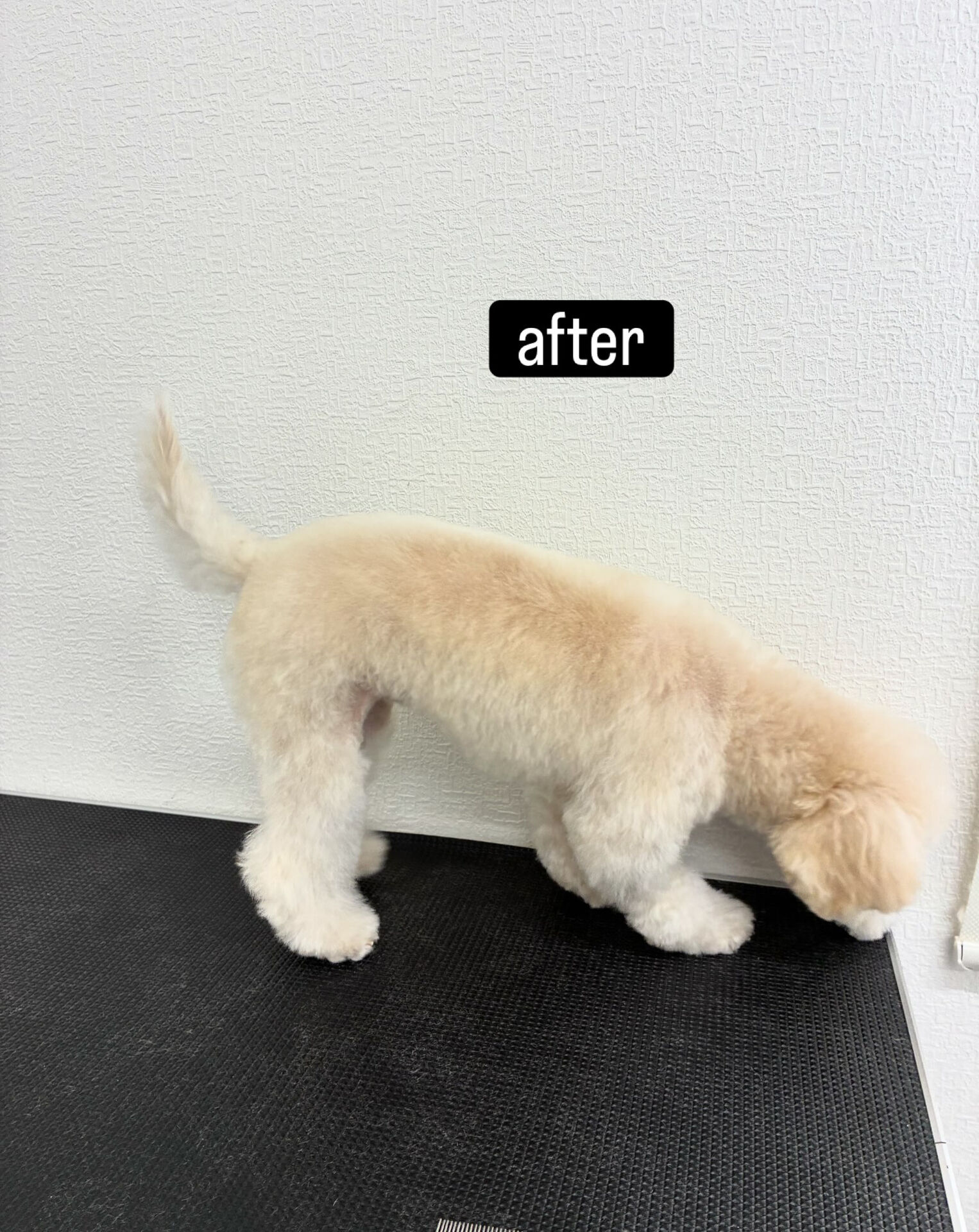 全身ハサミカット✂️
