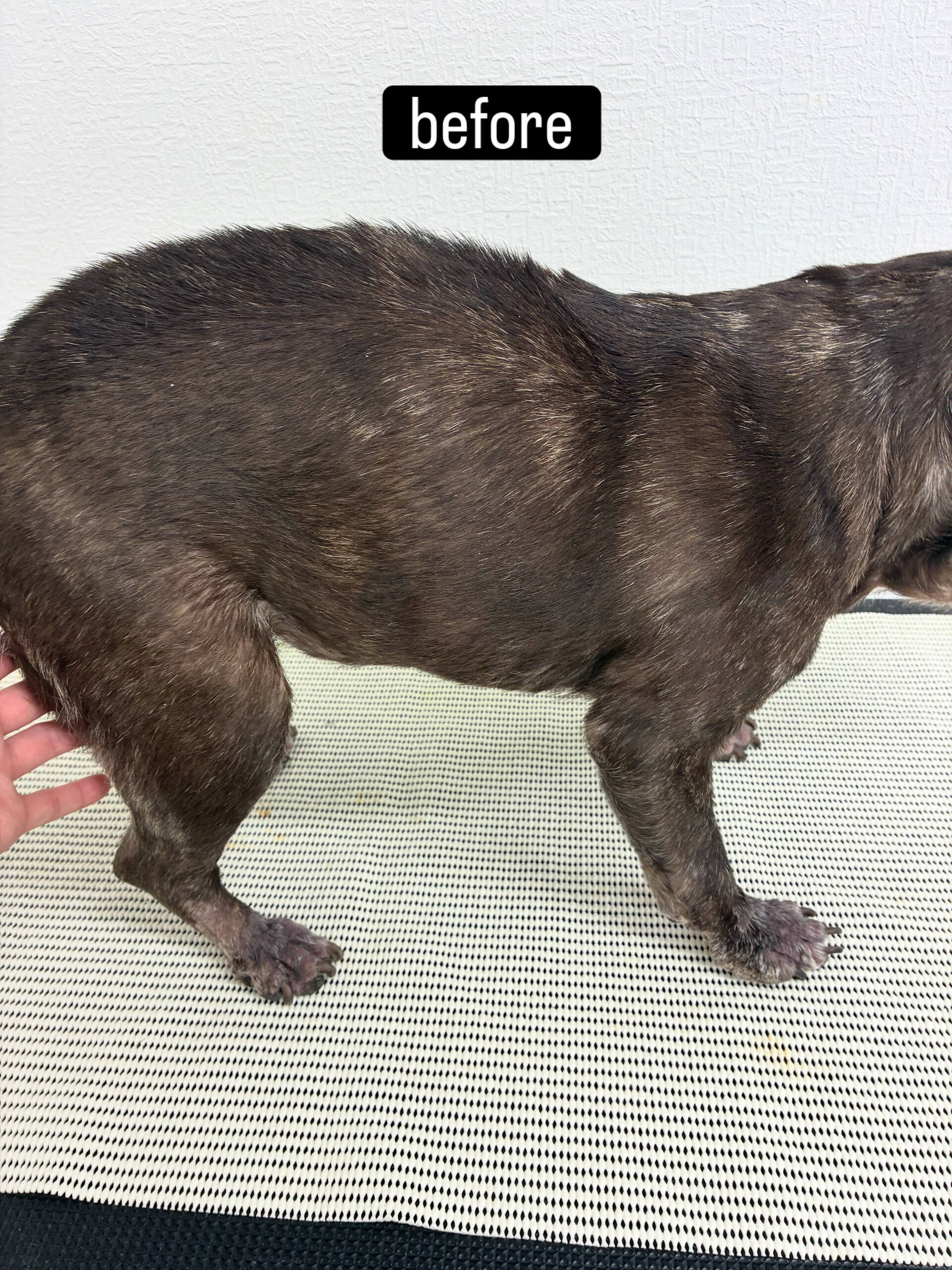 動物病院併設サロンが遠く、今までご自宅でのケアを中心に頑張っ