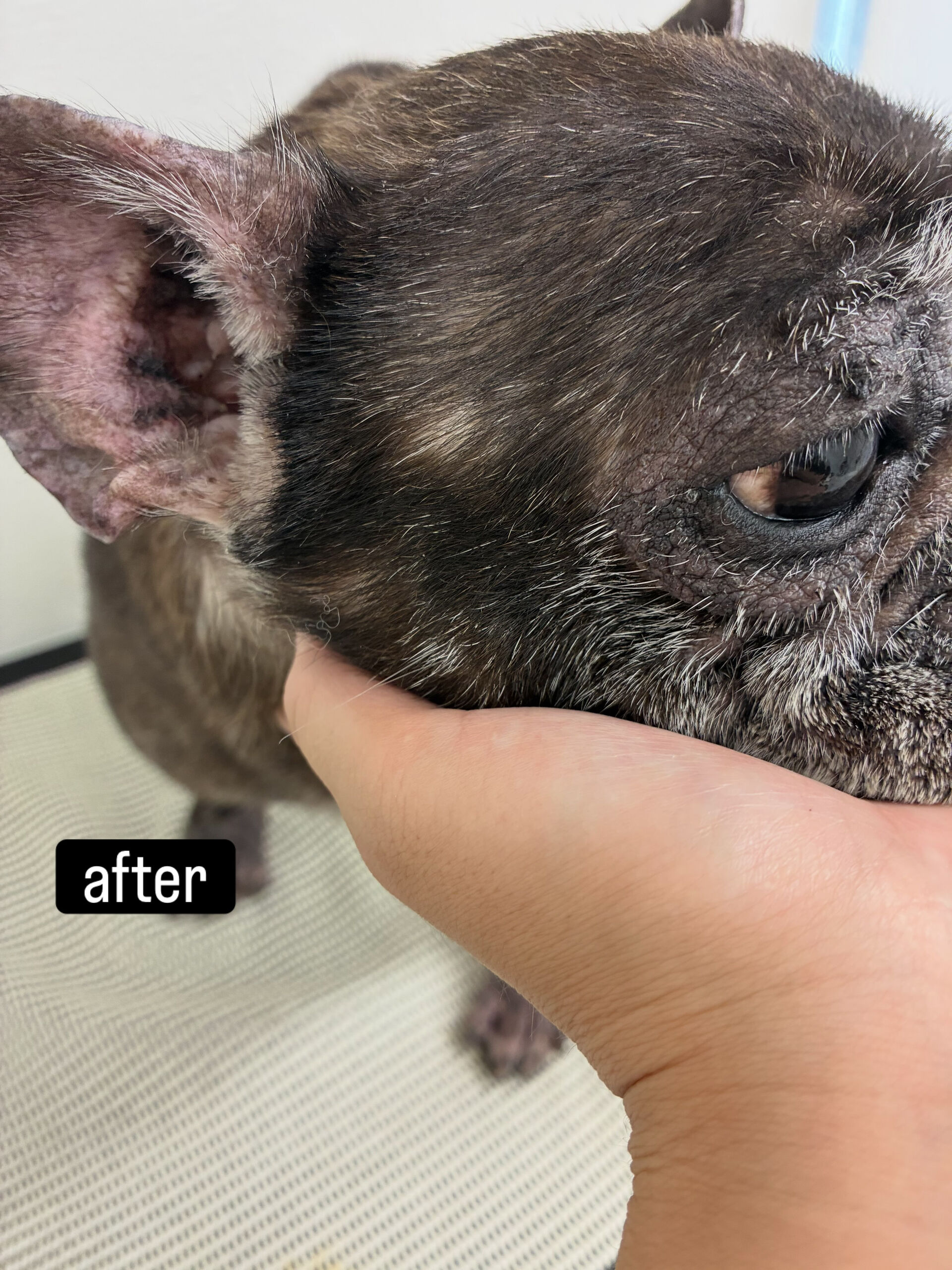 動物病院併設サロンが遠く、今までご自宅でのケアを中心に頑張っ