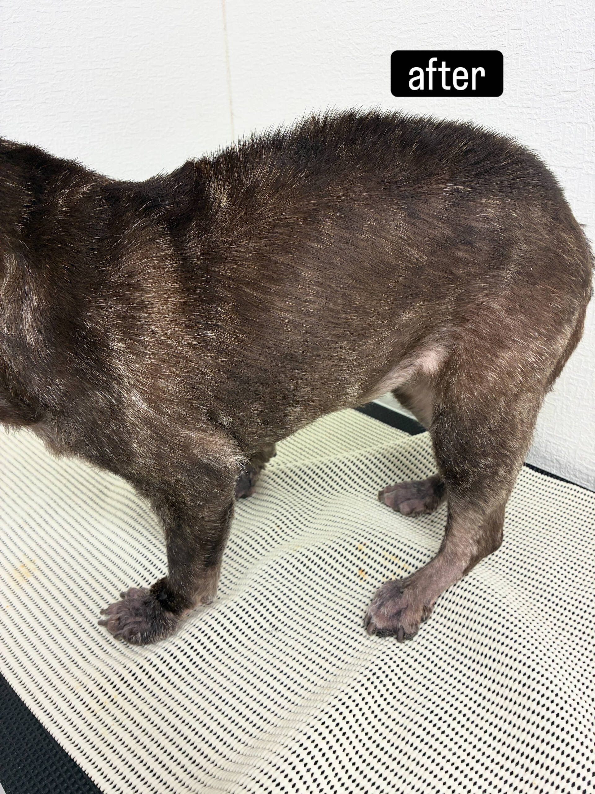 動物病院併設サロンが遠く、今までご自宅でのケアを中心に頑張っ