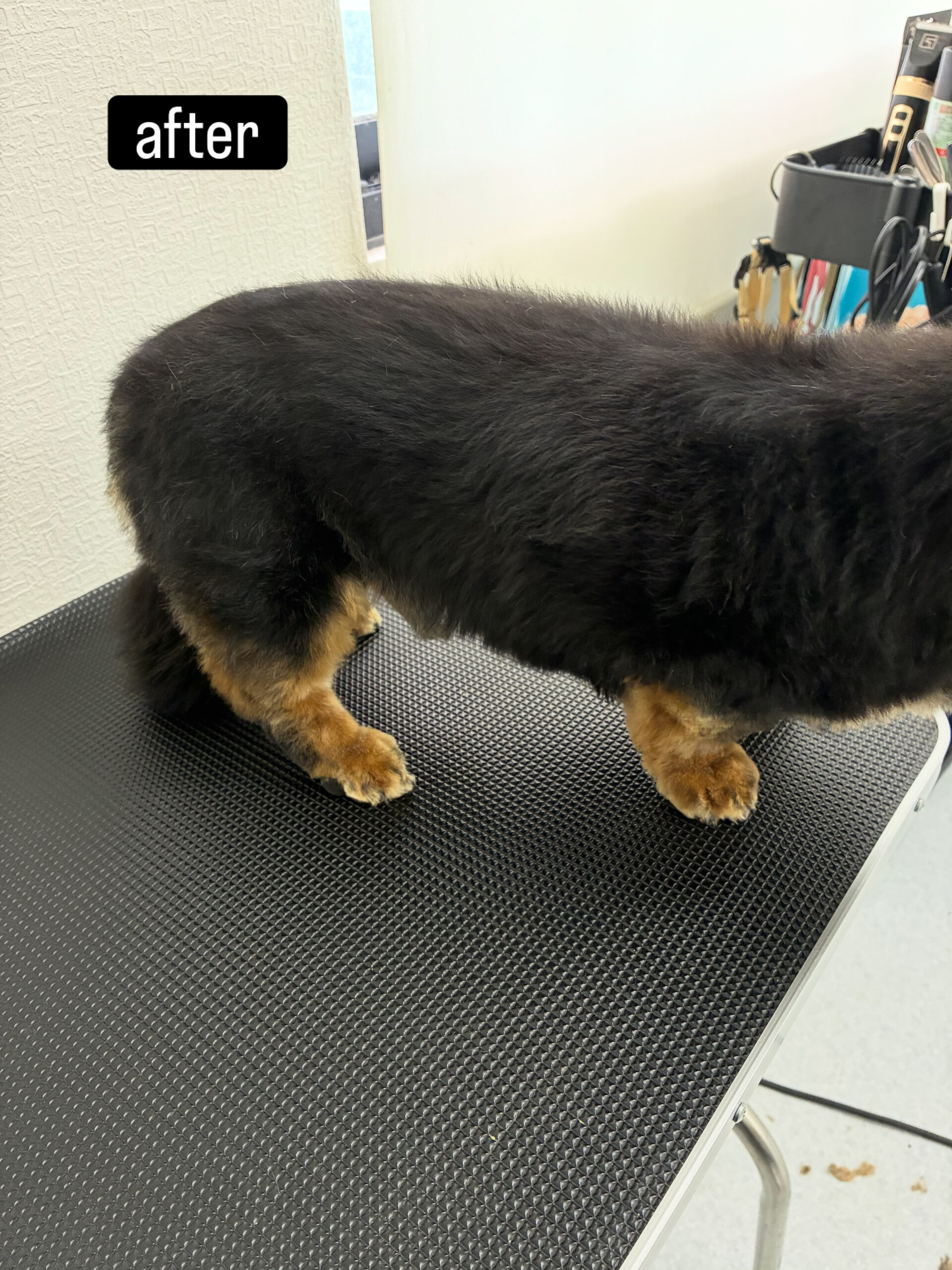 シャンプーコースでご利用いただき、ナノ風呂も併用でピカピカに