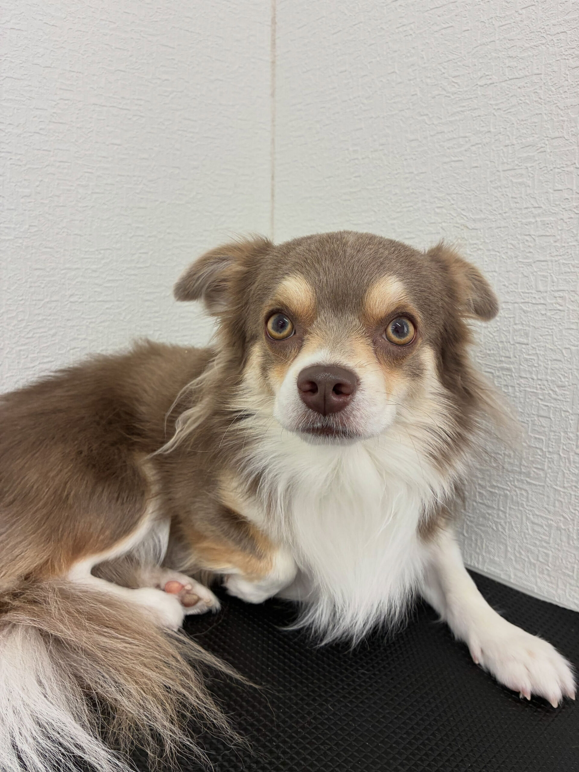 爪切りでご来店くださいました🐶✨