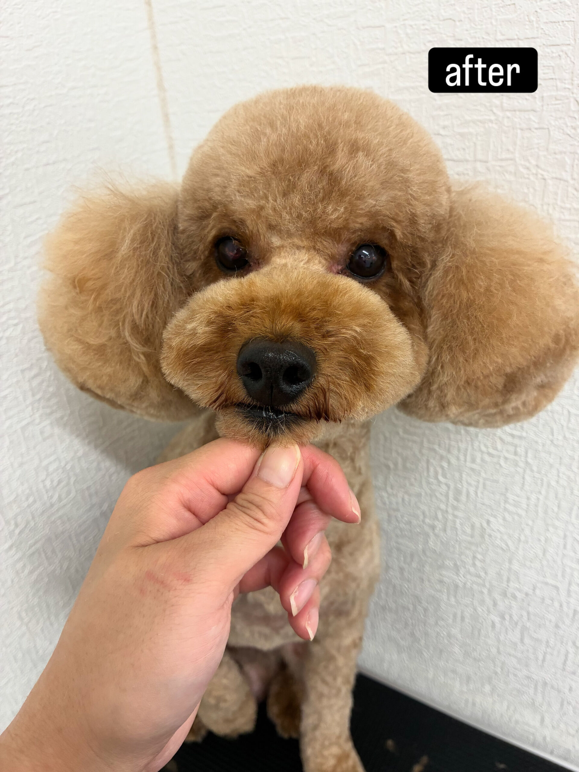 5mm丸刈り