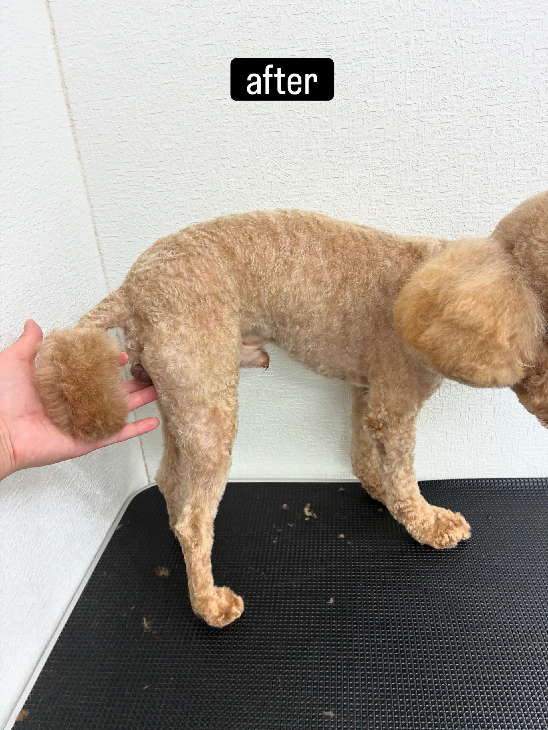 5mm丸刈り