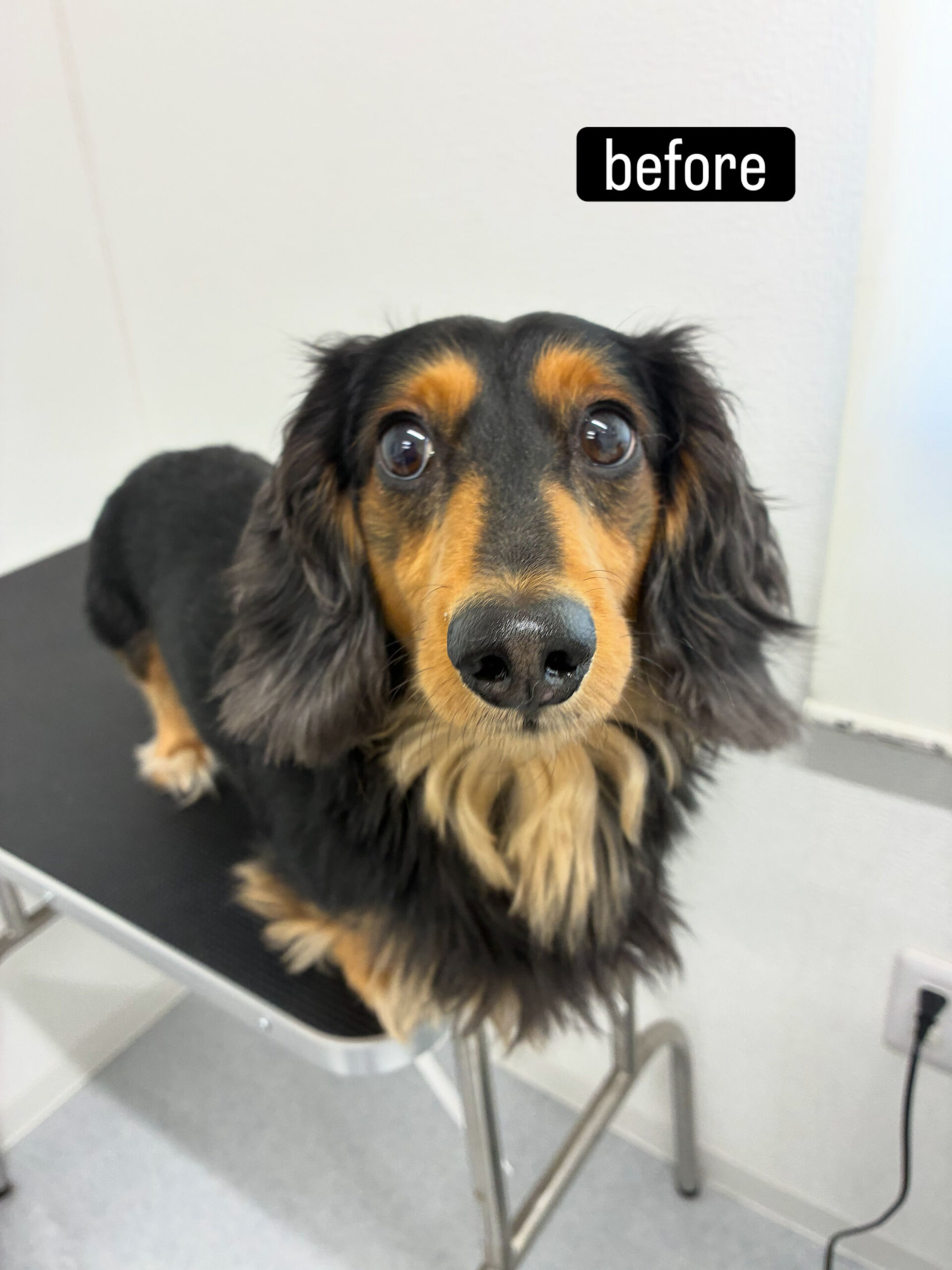 シャンプーコースをご利用くださいました🐶🛁