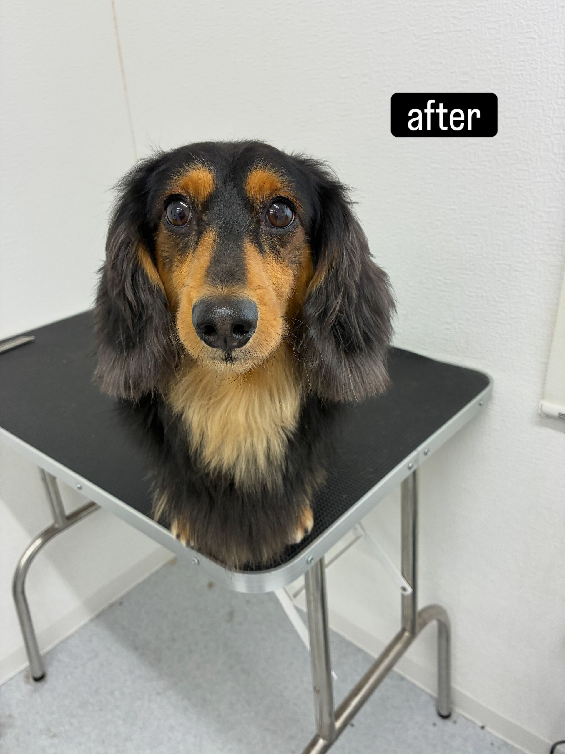 シャンプーコースをご利用くださいました🐶🛁