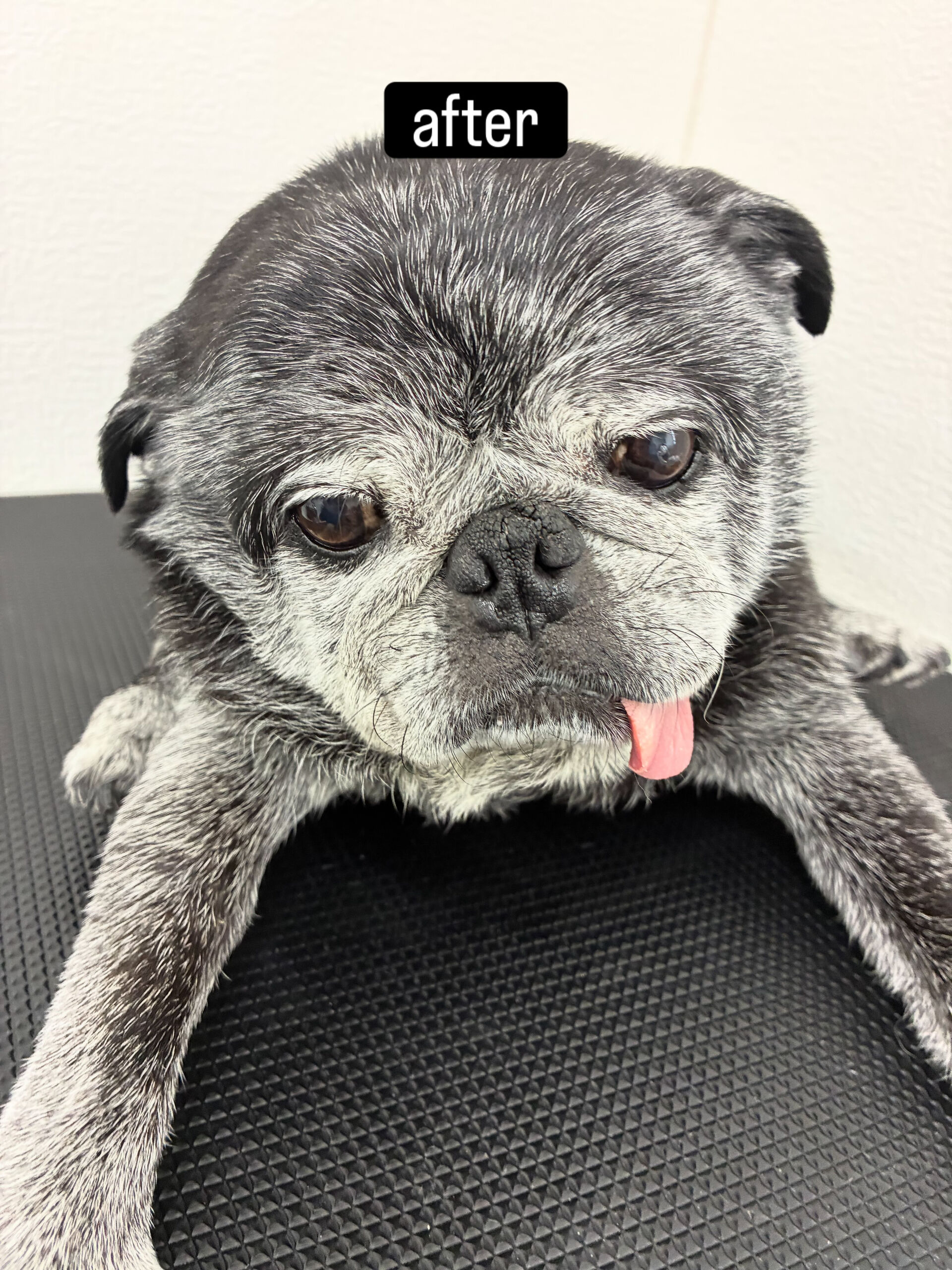 シャンプーはしんどいかも…と言われているとのことでしたが飼い