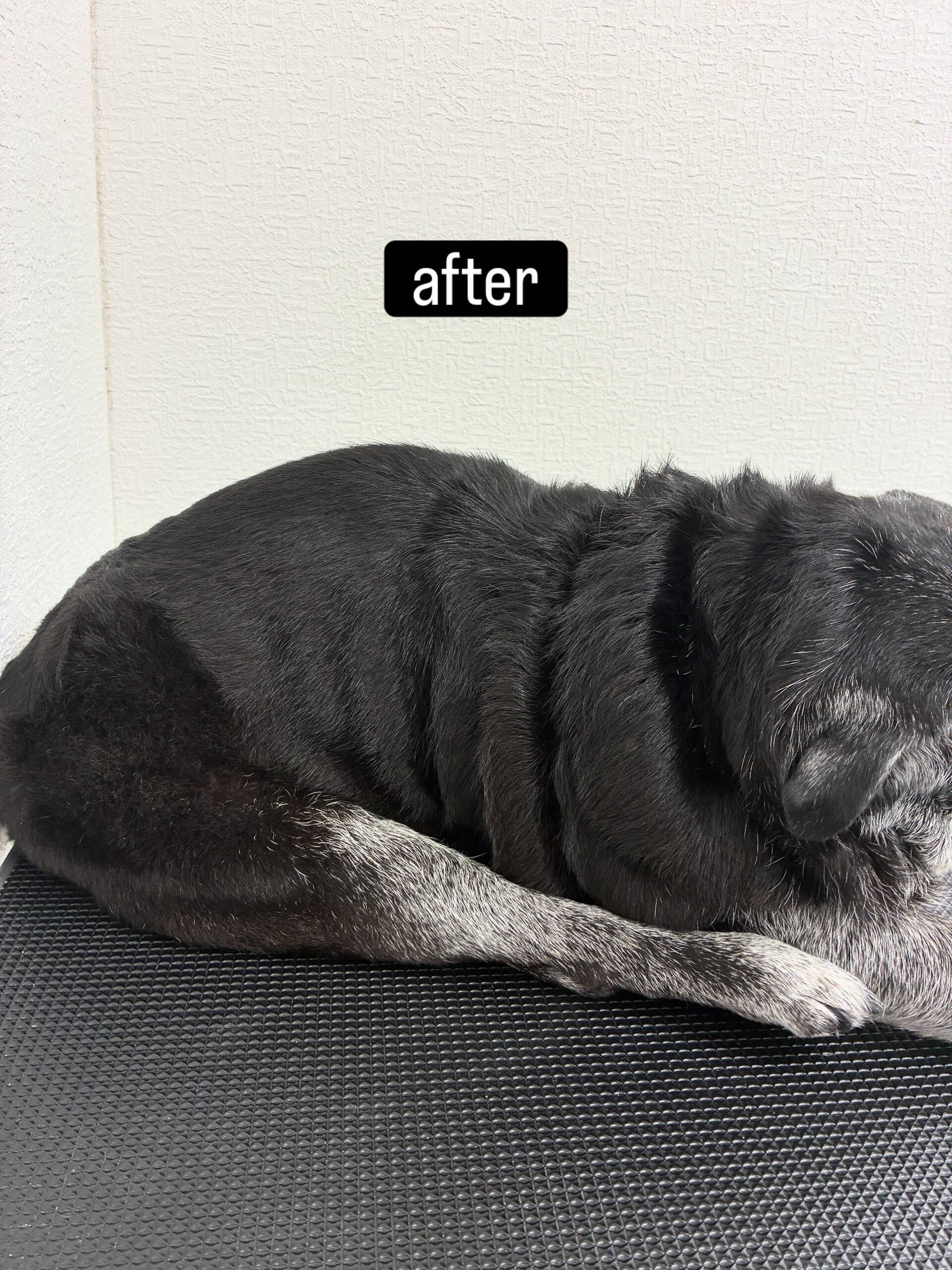 シャンプーはしんどいかも…と言われているとのことでしたが飼い