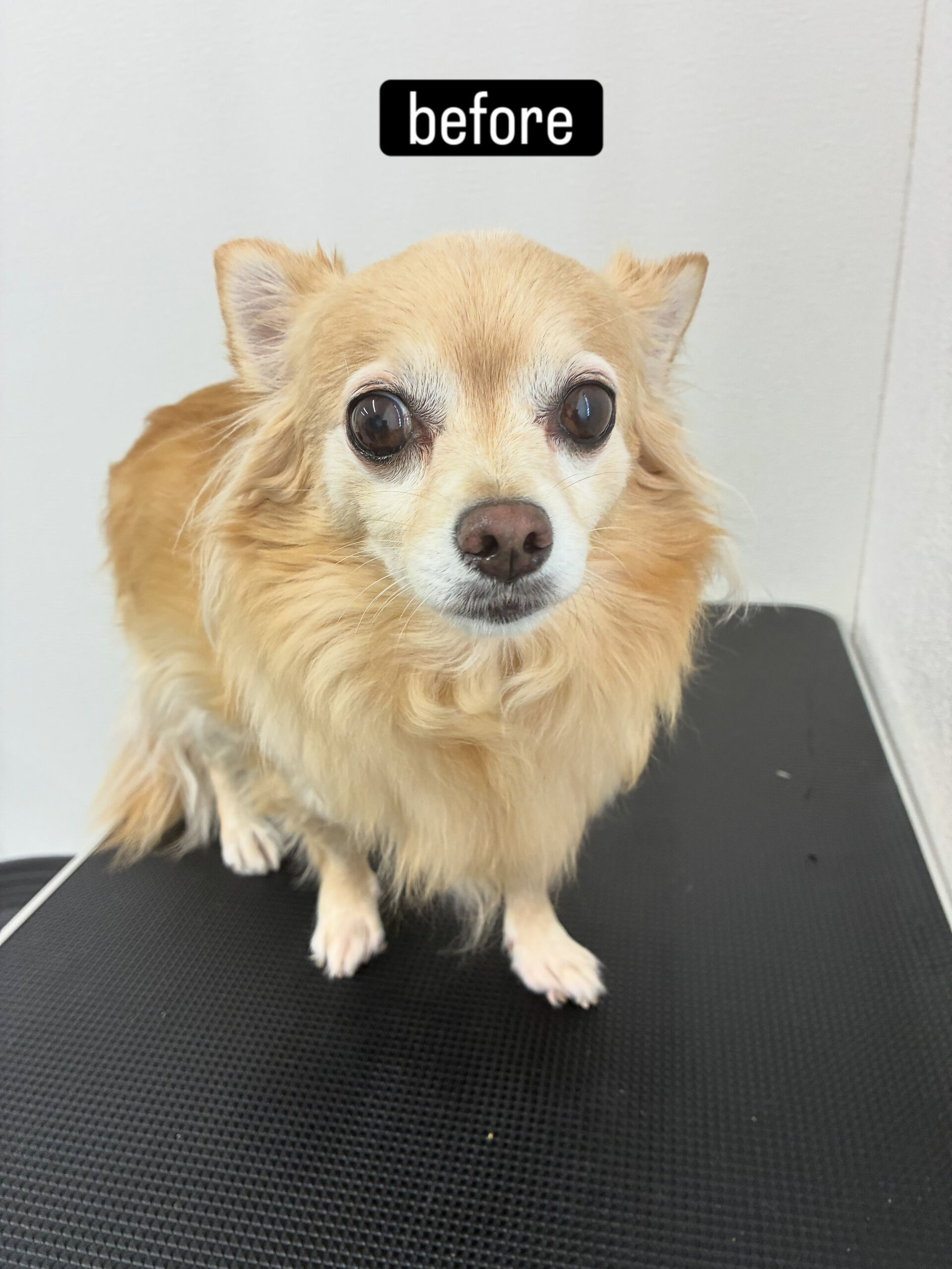 シャンプーコース＋部分カットでご利用いただきました🐶✂️