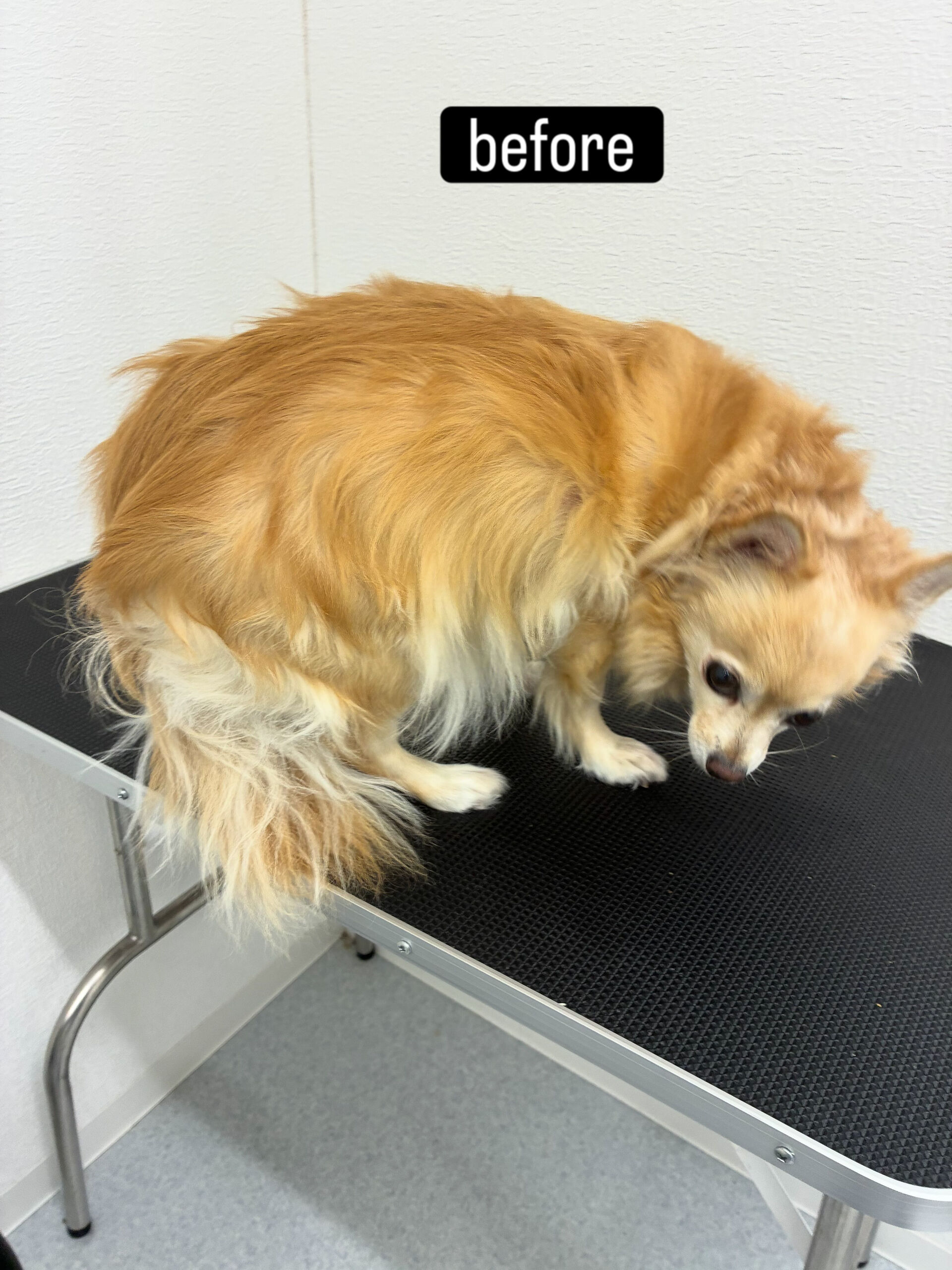 シャンプーコース＋部分カットでご利用いただきました🐶✂️