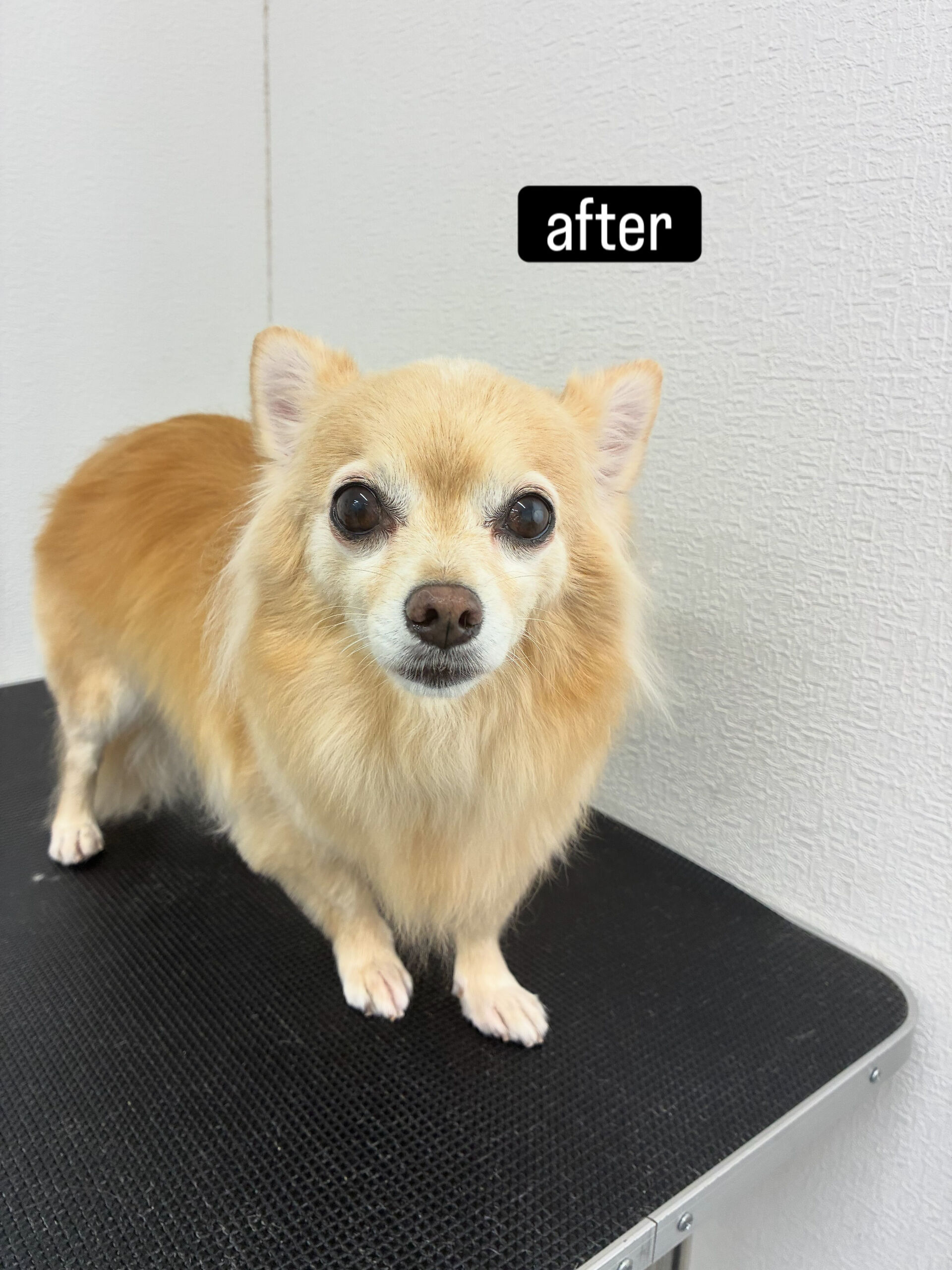 シャンプーコース＋部分カットでご利用いただきました🐶✂️