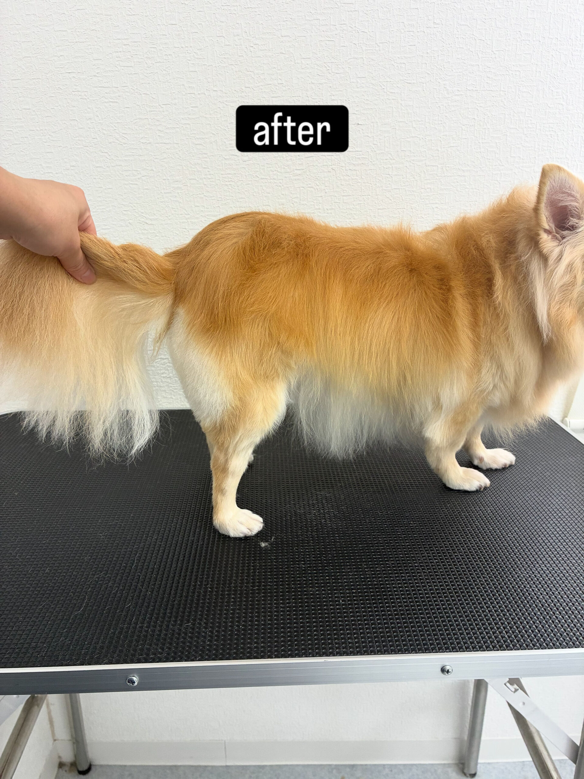 シャンプーコース＋部分カットでご利用いただきました🐶✂️