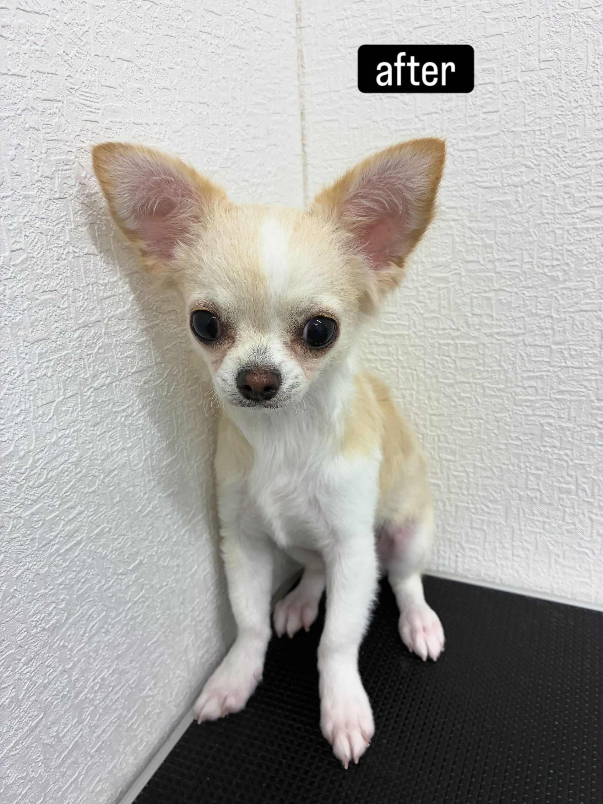 友人がわんちゃんを飼うことになり、片道1時間かけて来てくれま