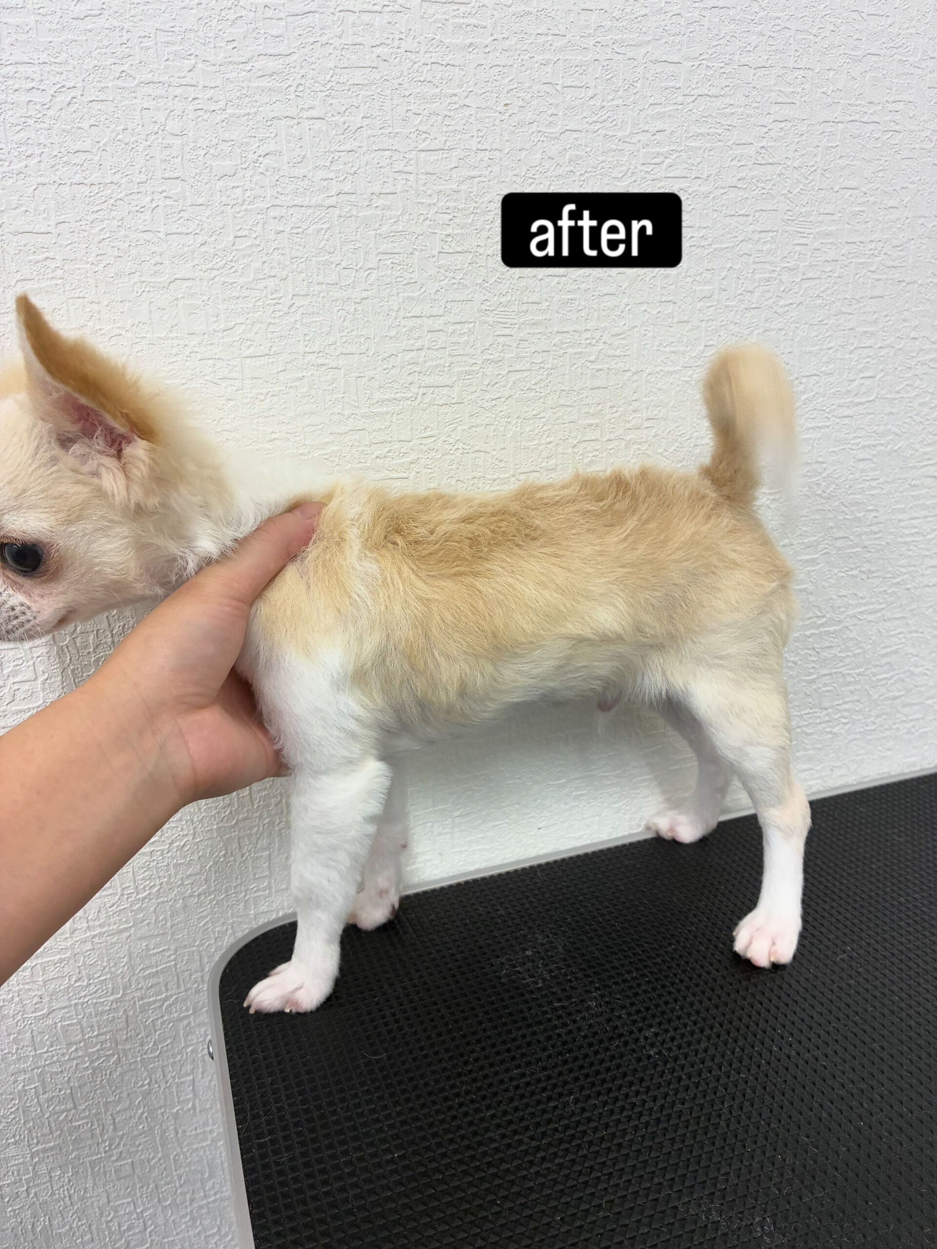 友人がわんちゃんを飼うことになり、片道1時間かけて来てくれま