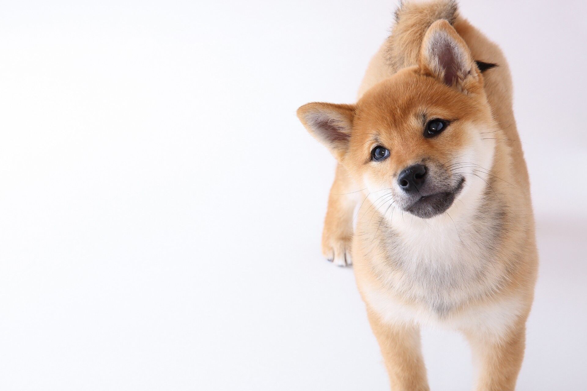 犬