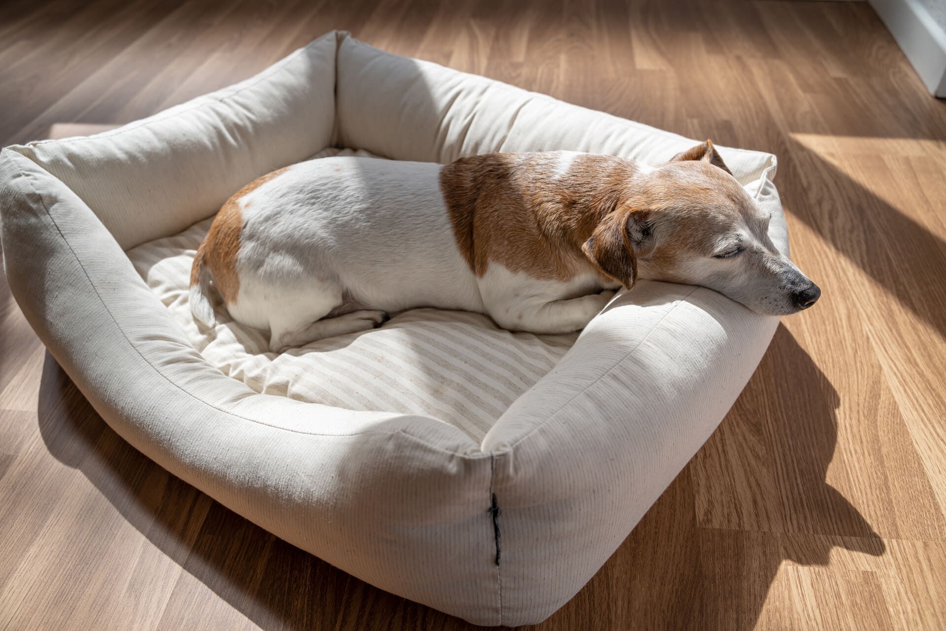 老犬